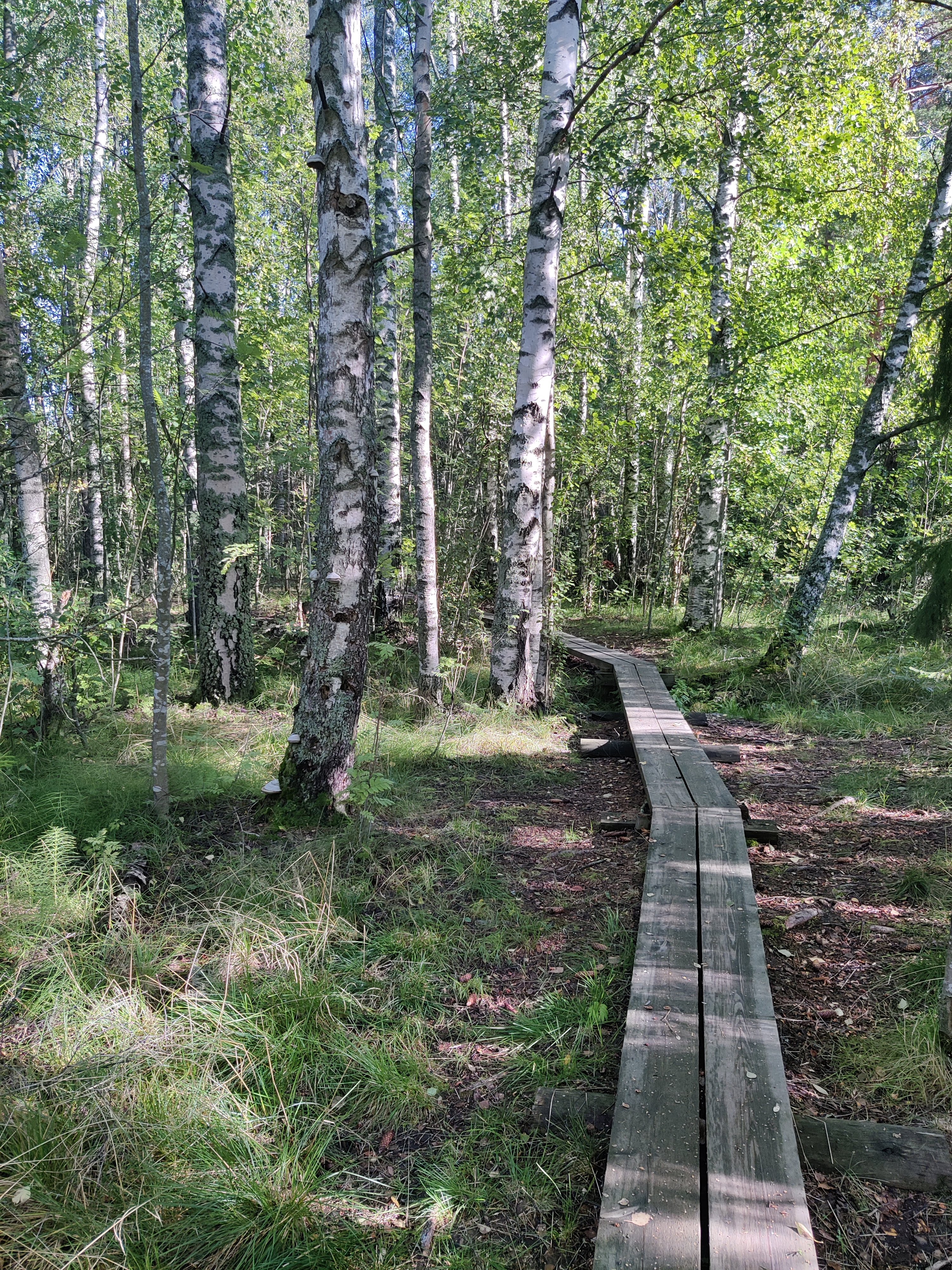 Forest with boardwalks in one of Helsinki's nature reserves