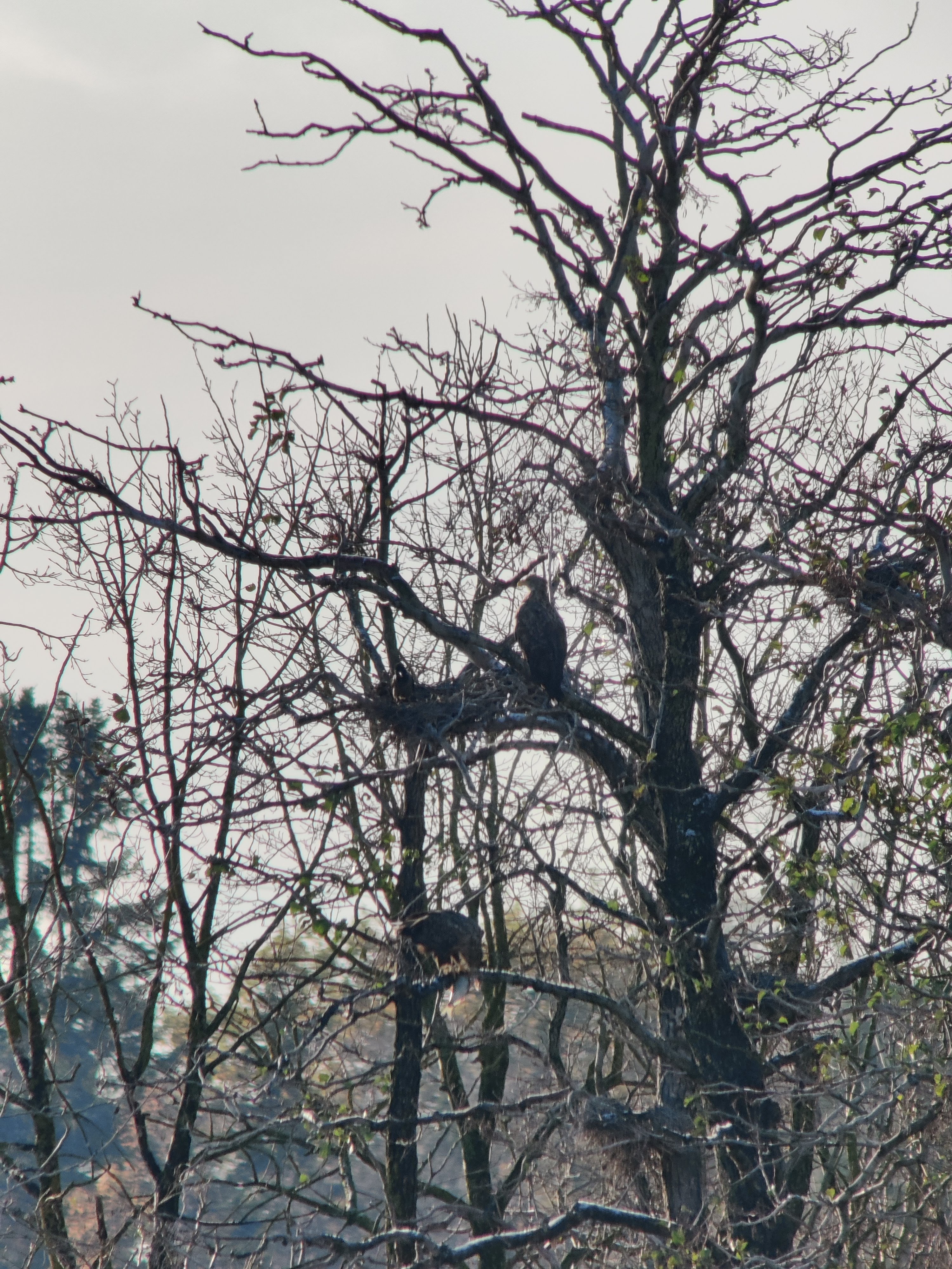 White-tailed Eagles, the lower one is eating a fish