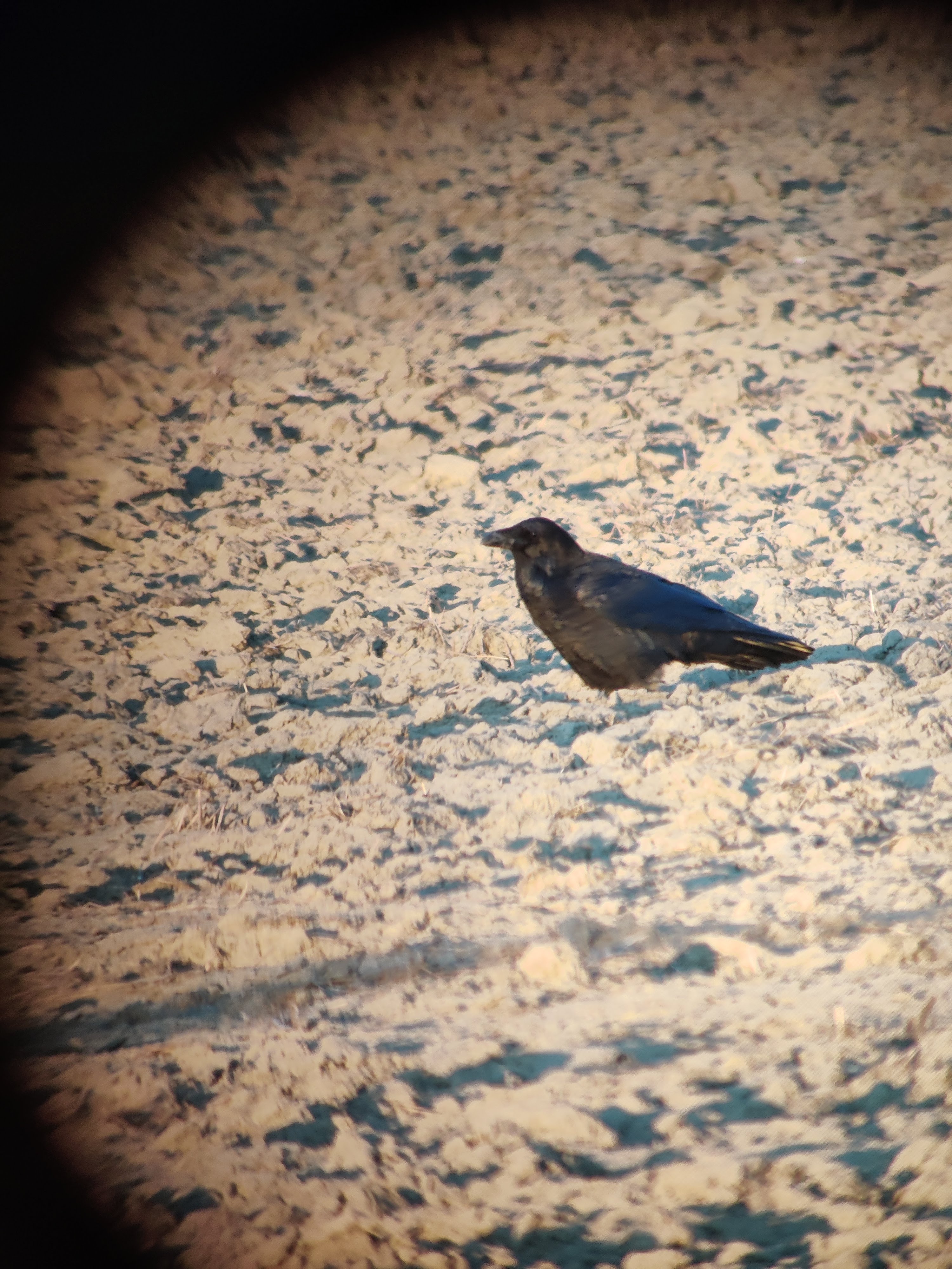 Common Raven on a field (korppi)