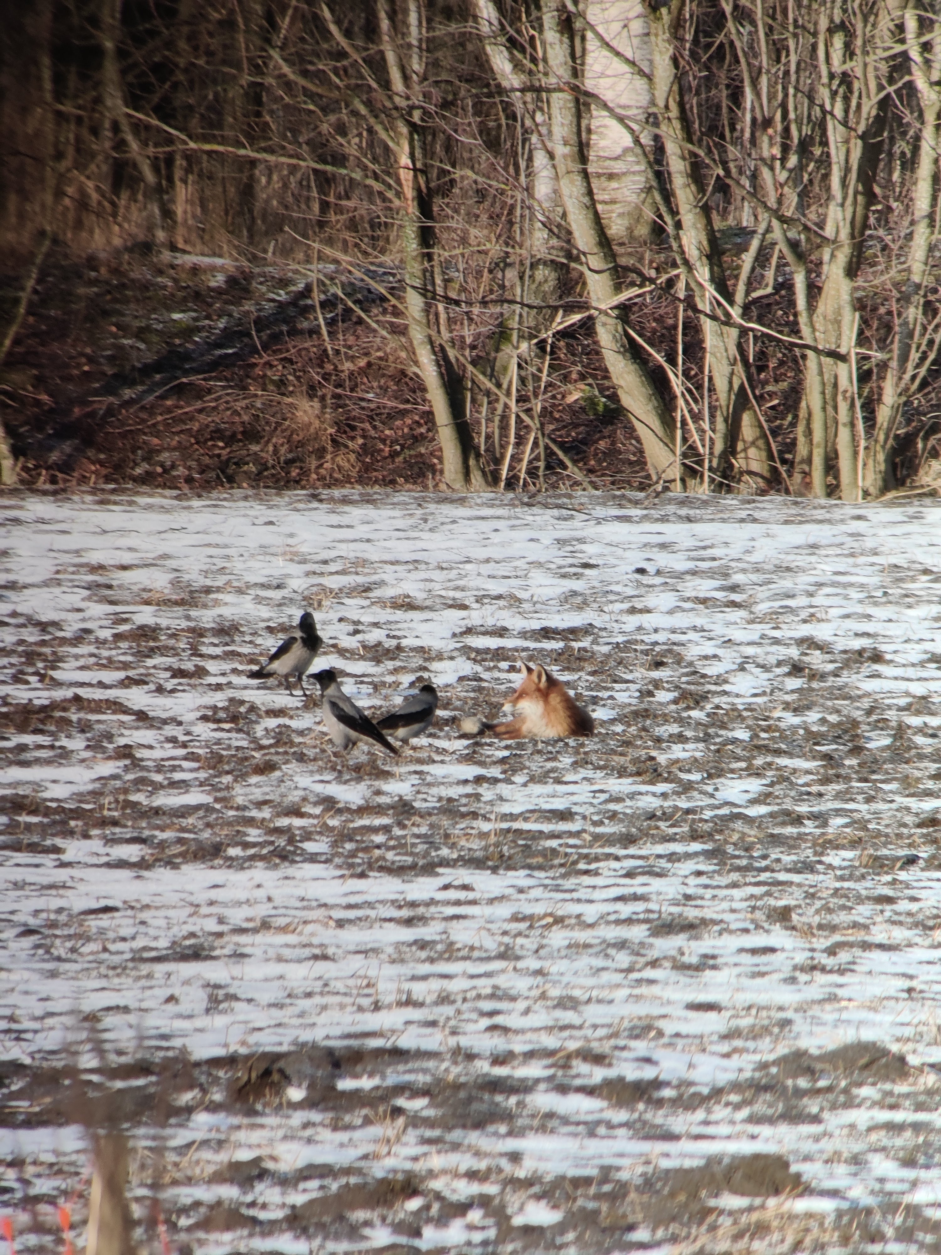 A Red Fox lounging on a field, surrounded by Hooded Crows