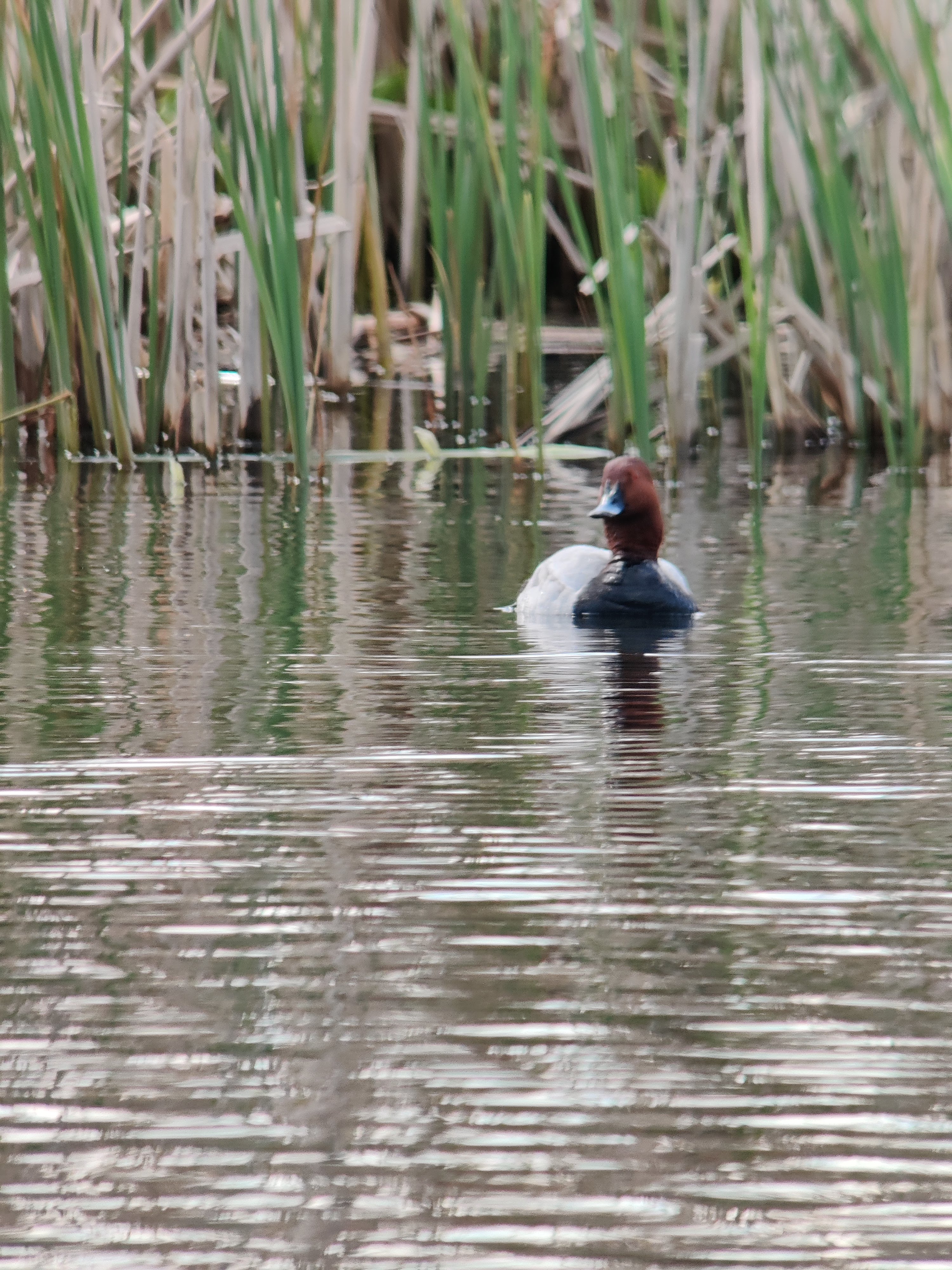 Common Pochard (punasotka)