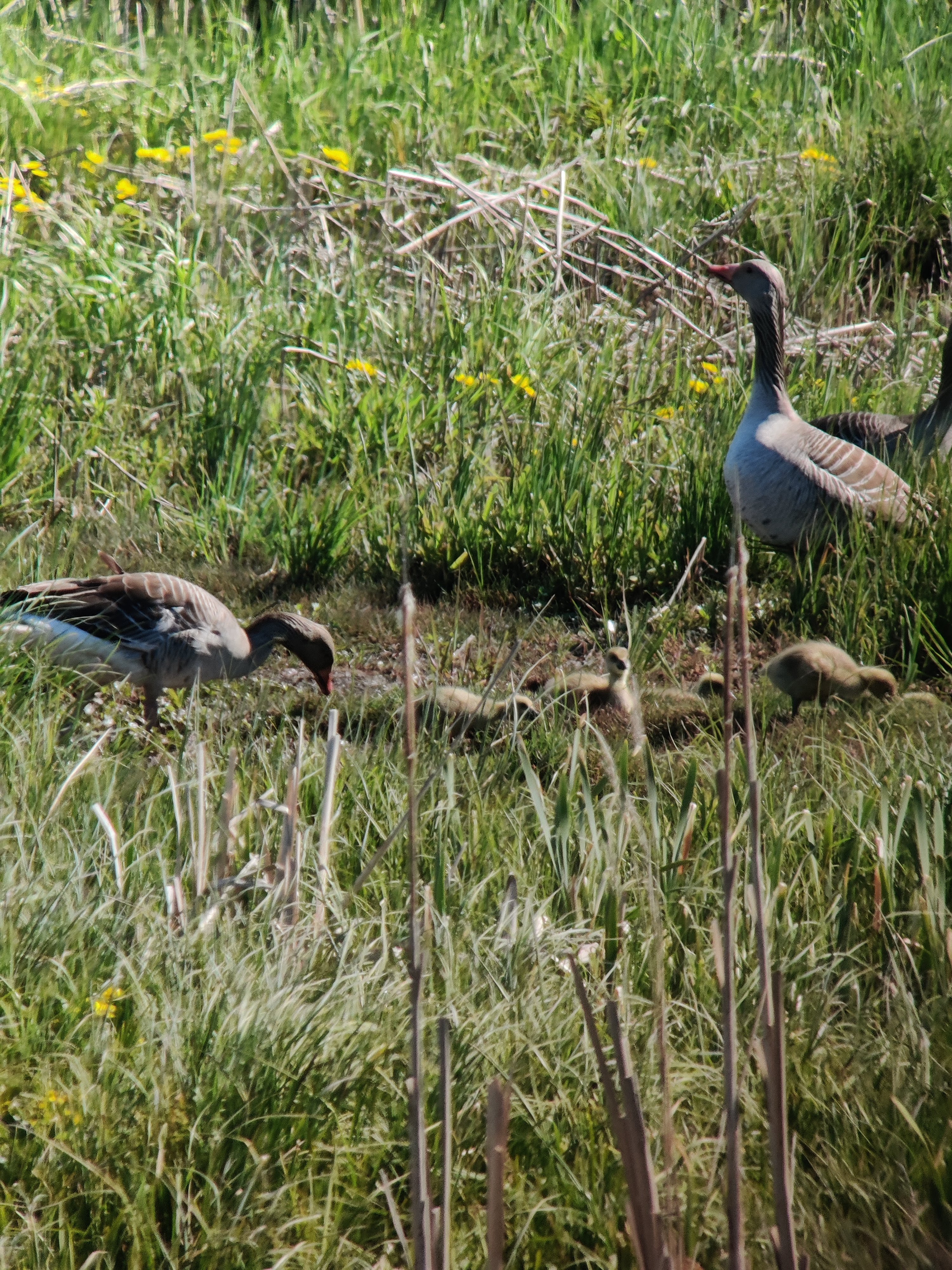 Greylag Geese with goslings (merihanhi)