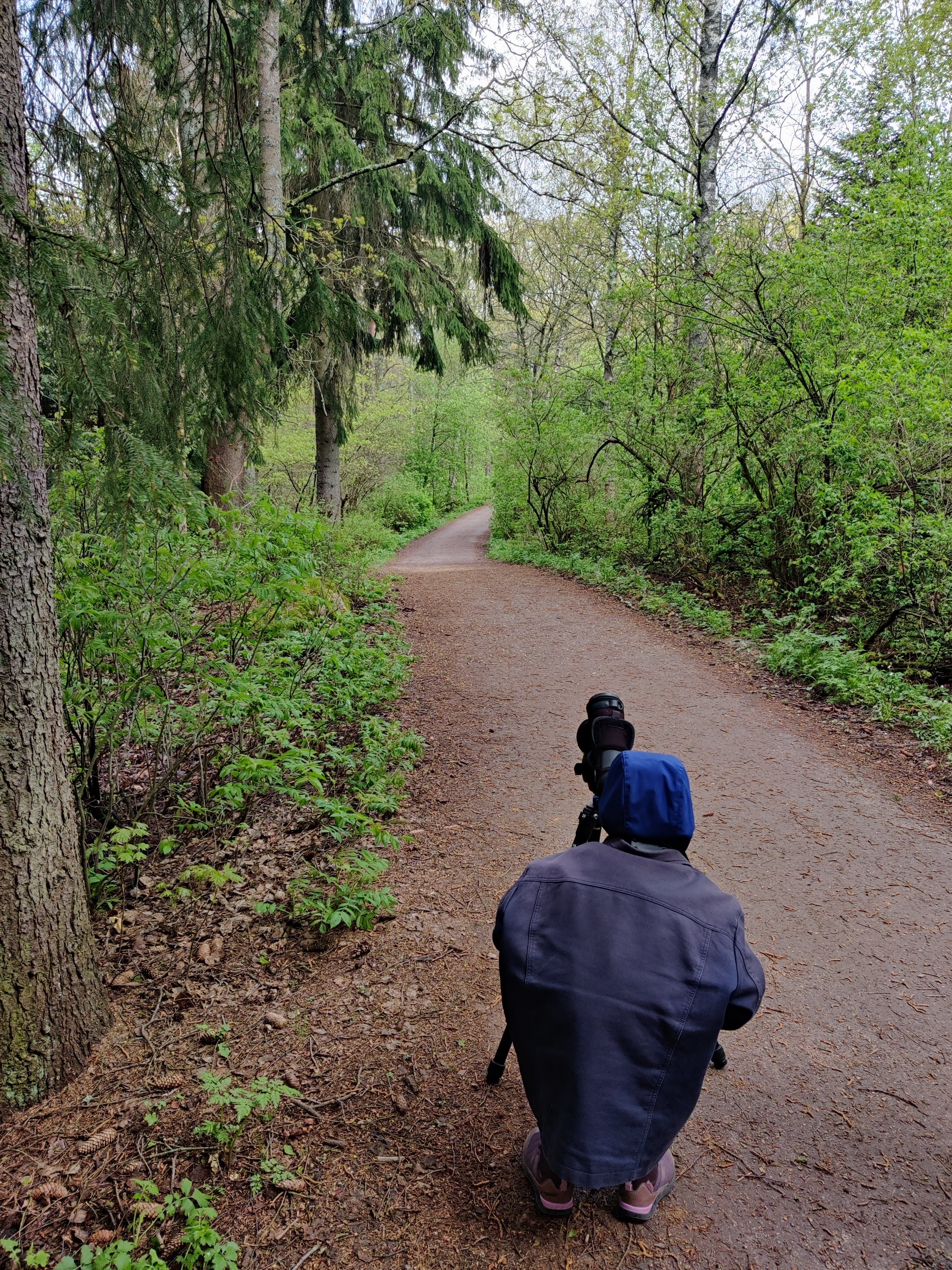 Looking for a Song Thrush in Helsinki