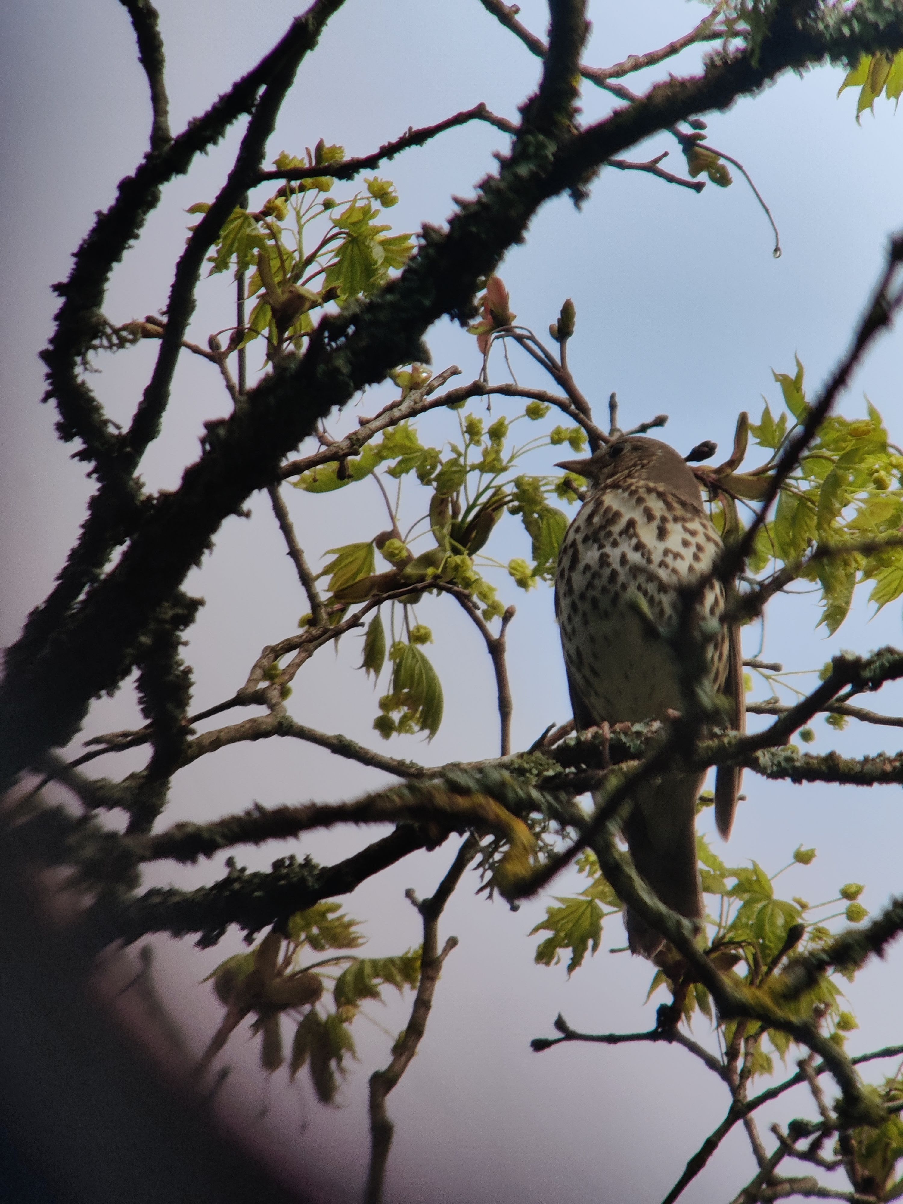 Song Thrush (laulurastas)