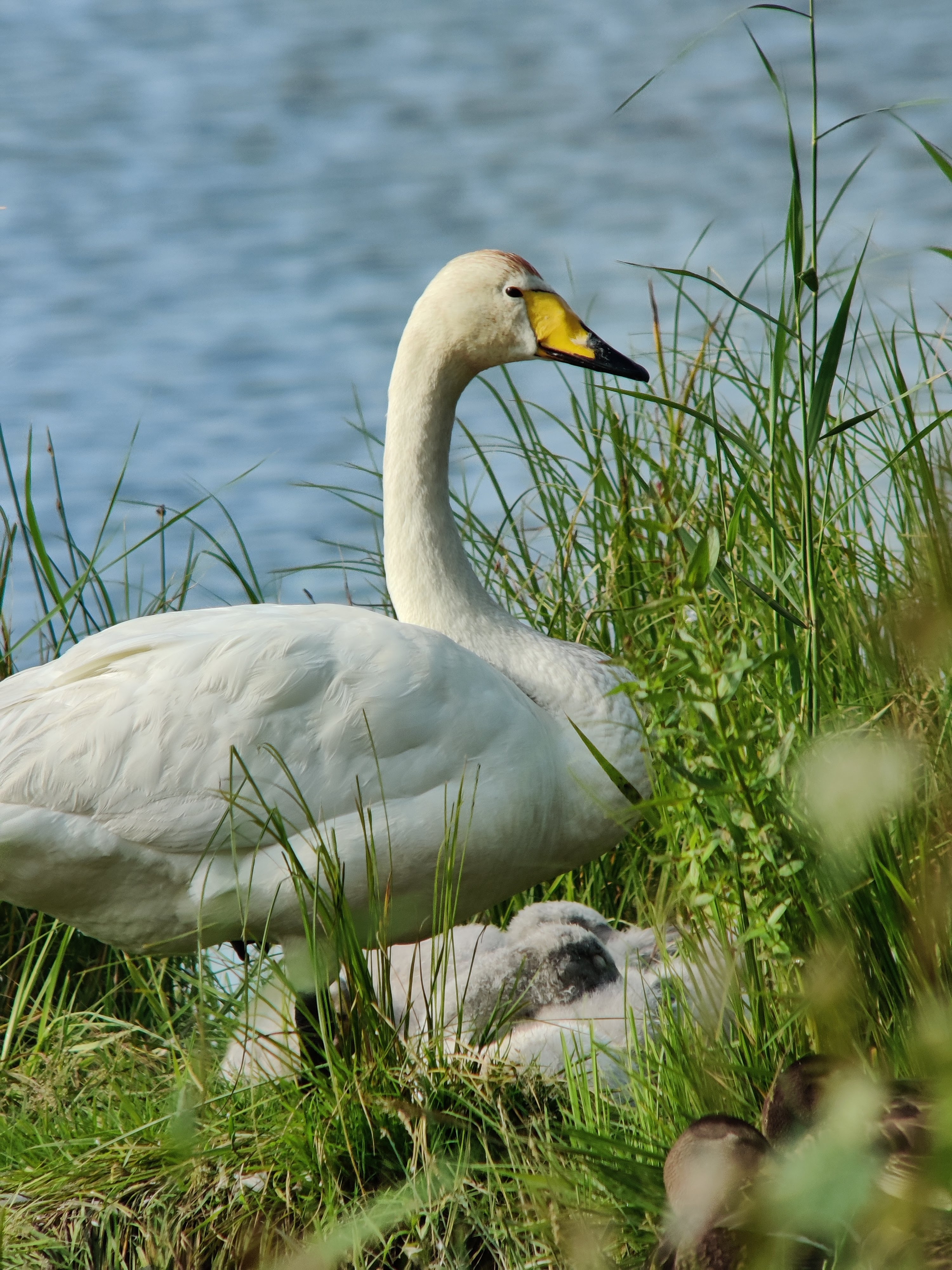 Whooper Swan (laulujoutsen) with babies