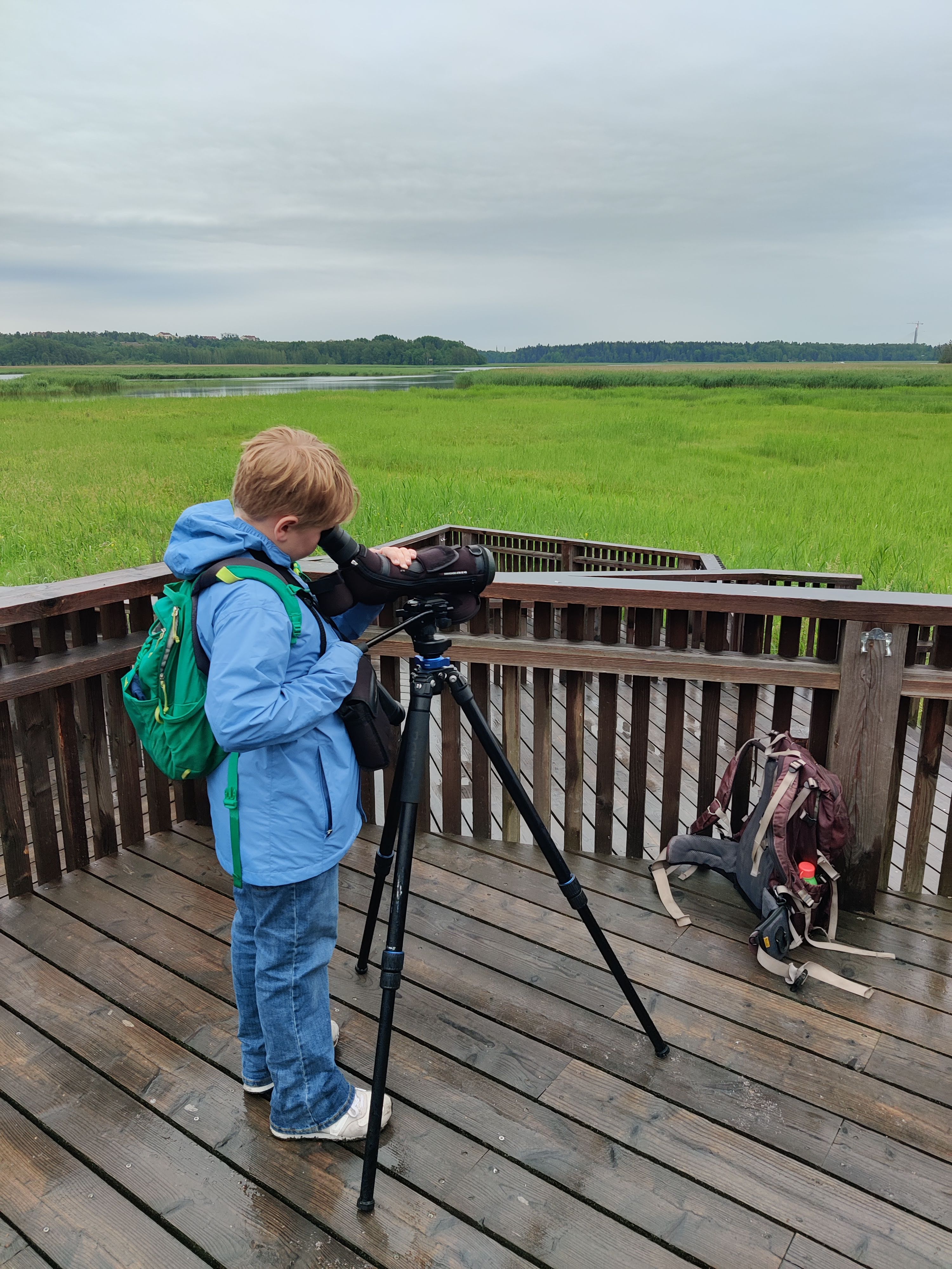 Birdwatching in eastern Helsinki