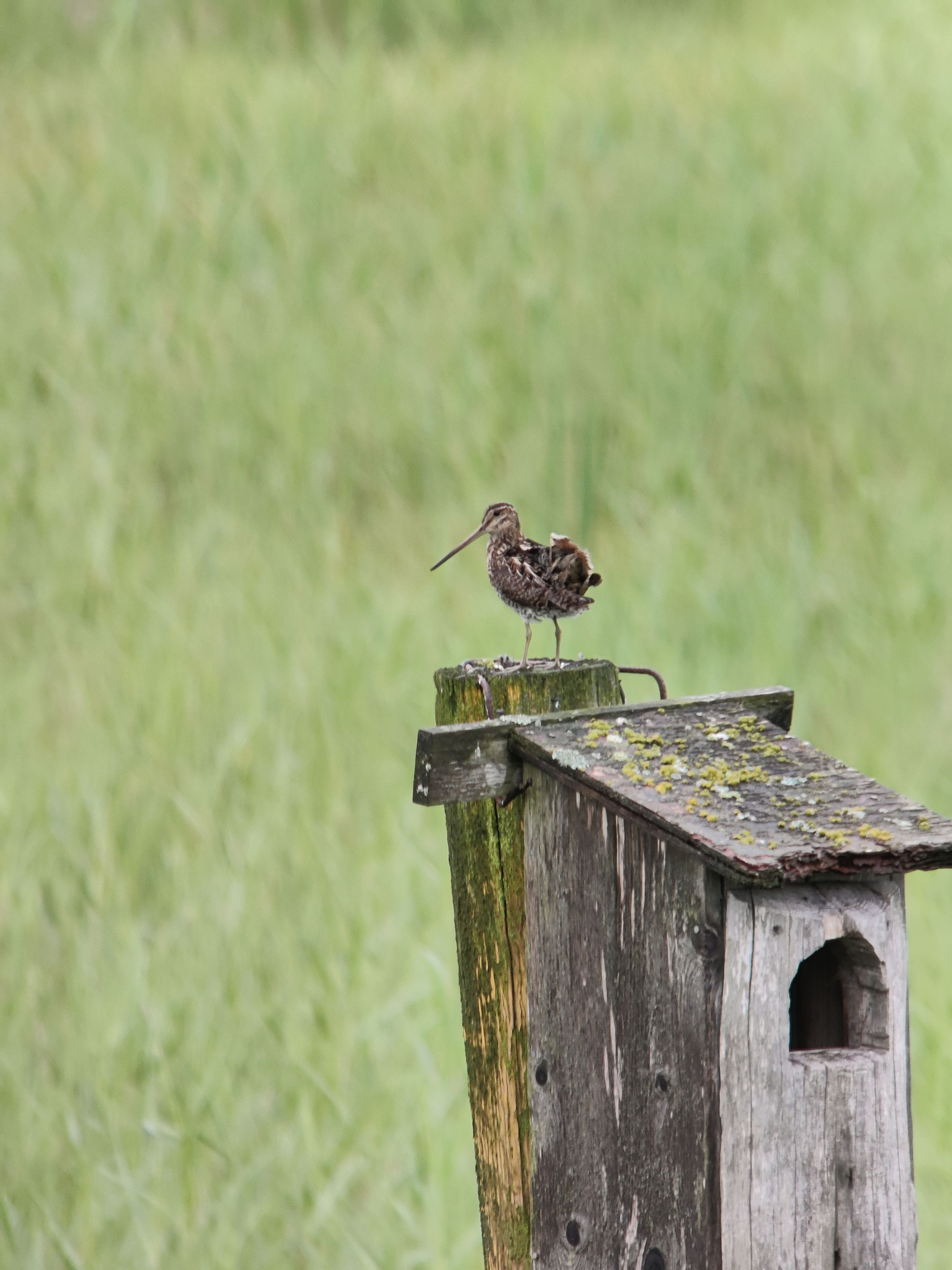 Common Snipe (taivaanvuohi)
