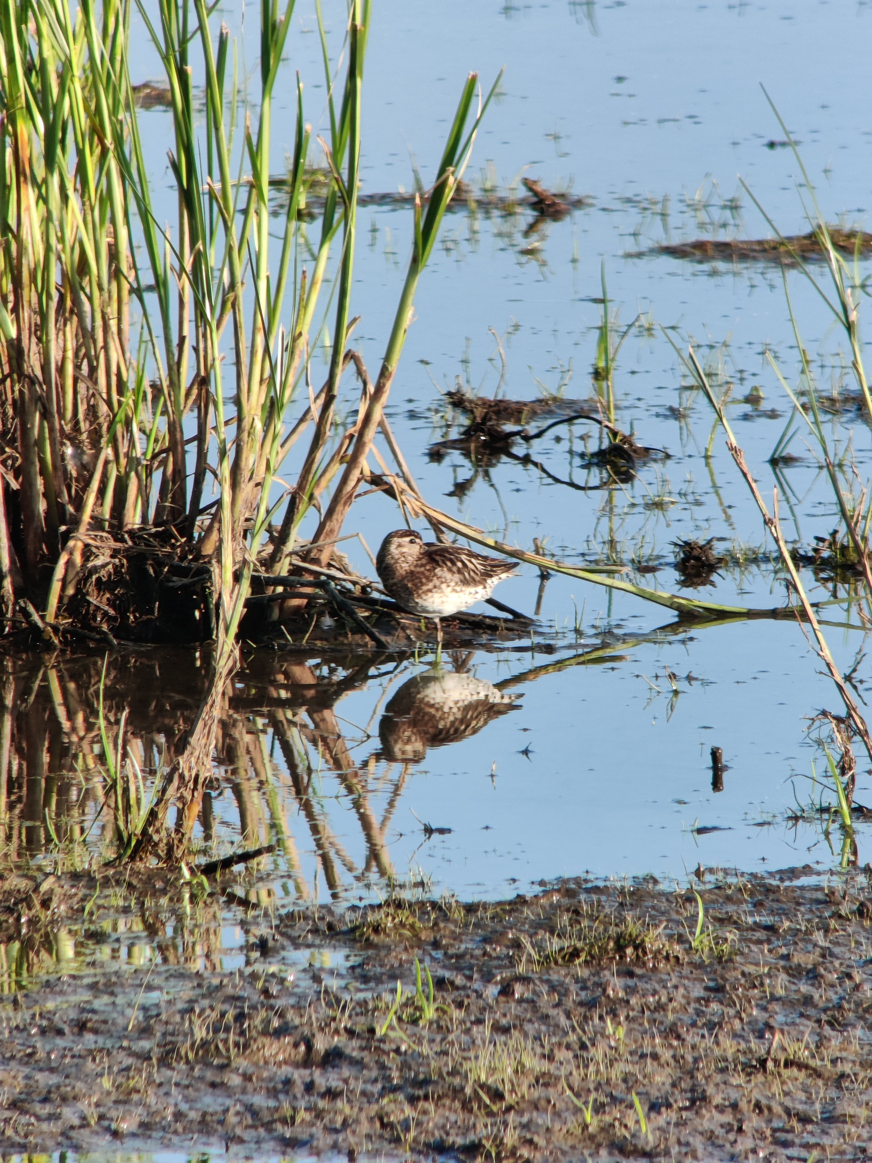 Broad-billed Sandpiper (jänkäsirriäinen)