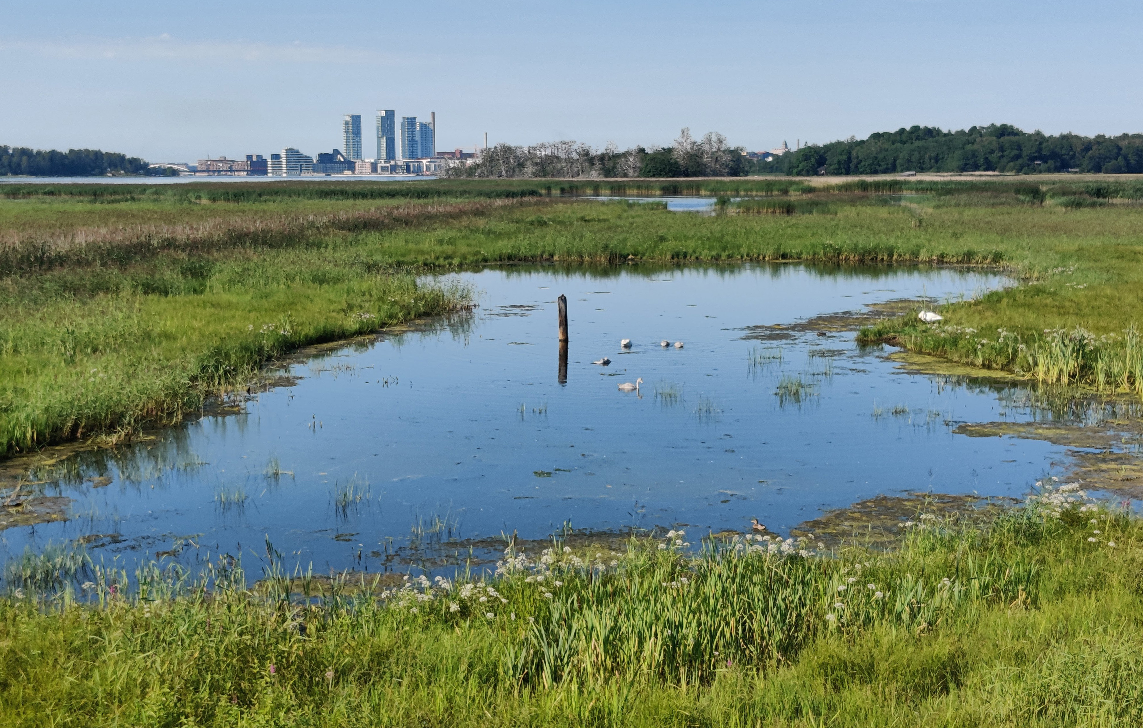 Helsinki under a bright blue sky, with Whooper Swans
