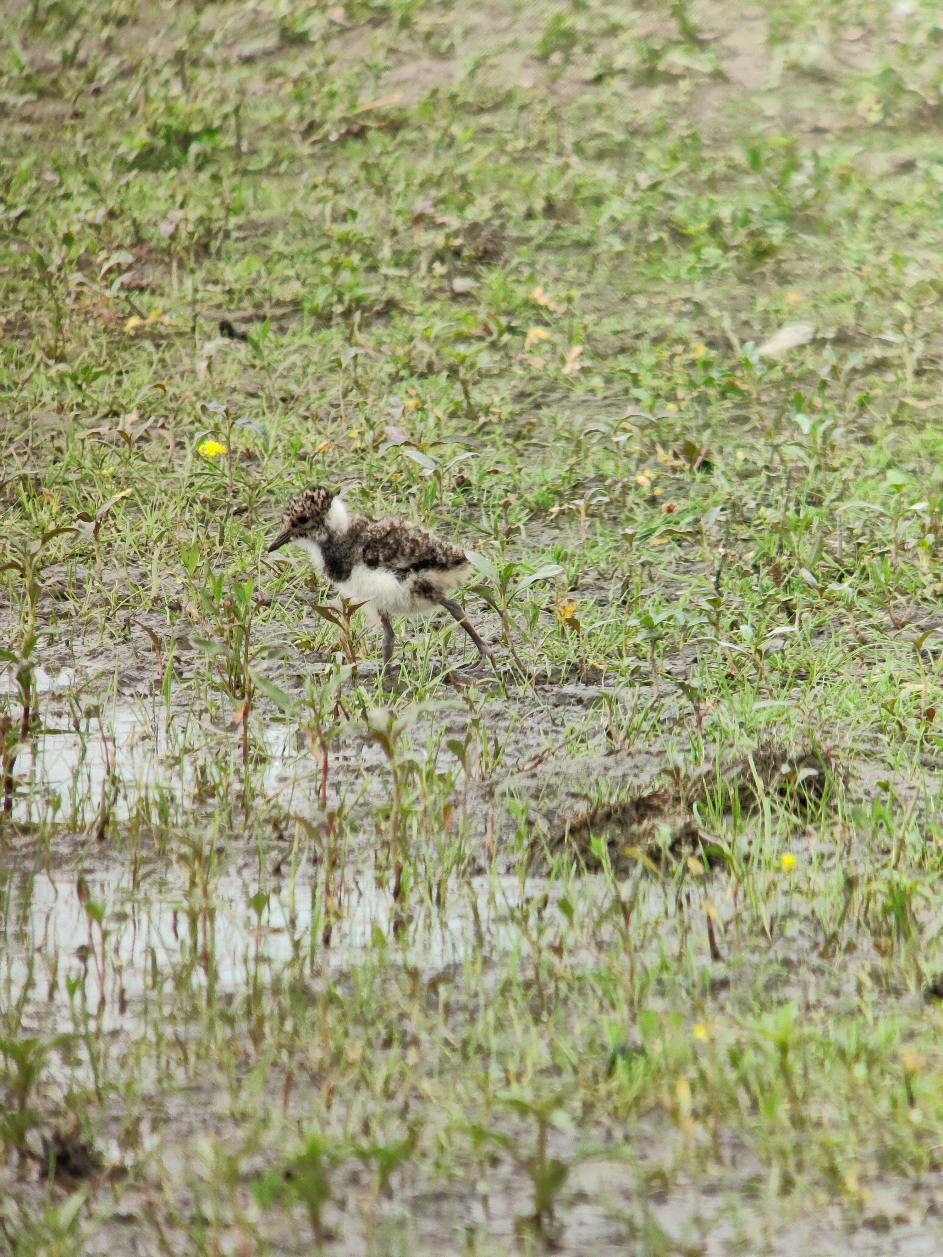 Northern Lapwing (Töyhtöhyyppä), chick