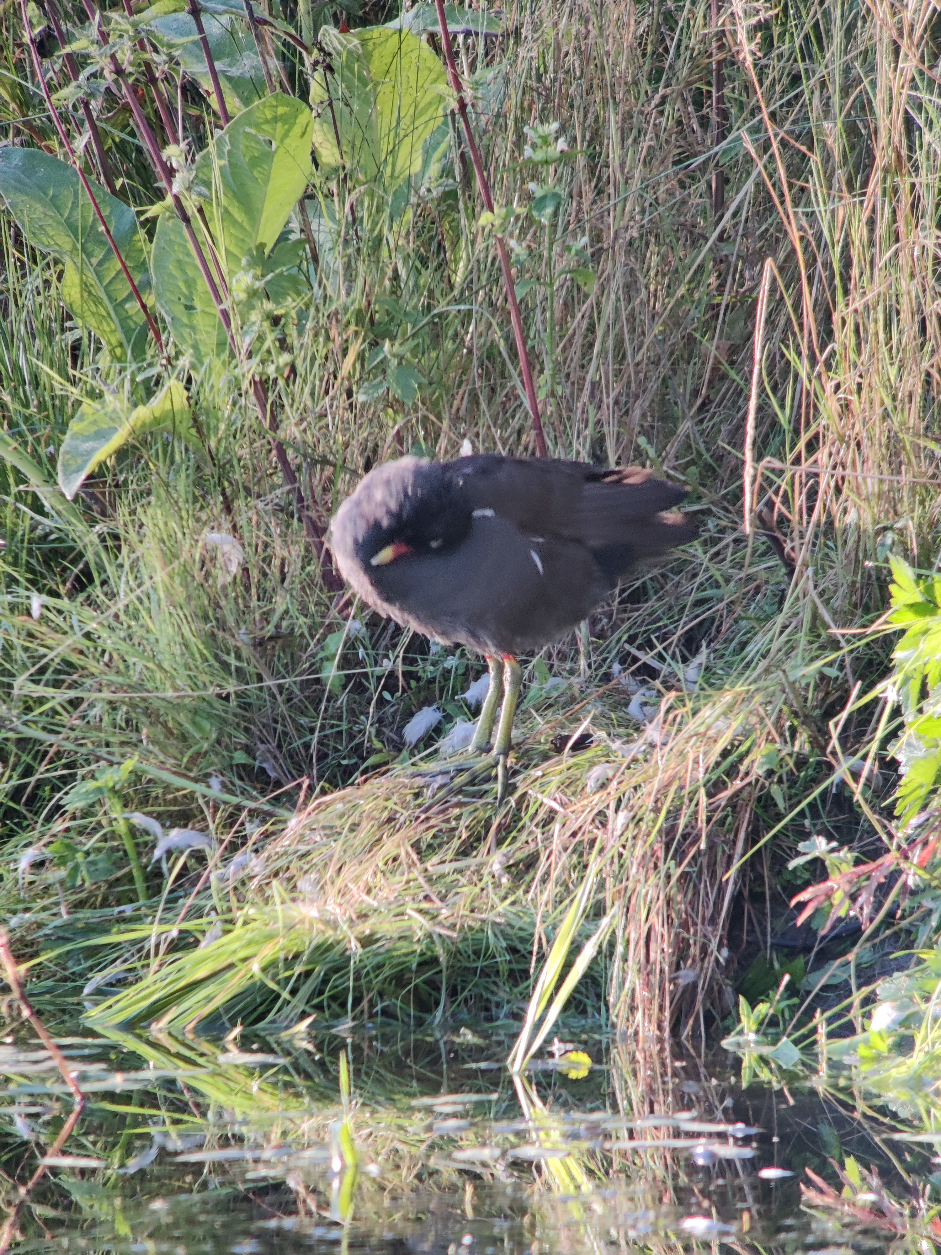 Common Moorhen (liejukana), preening
