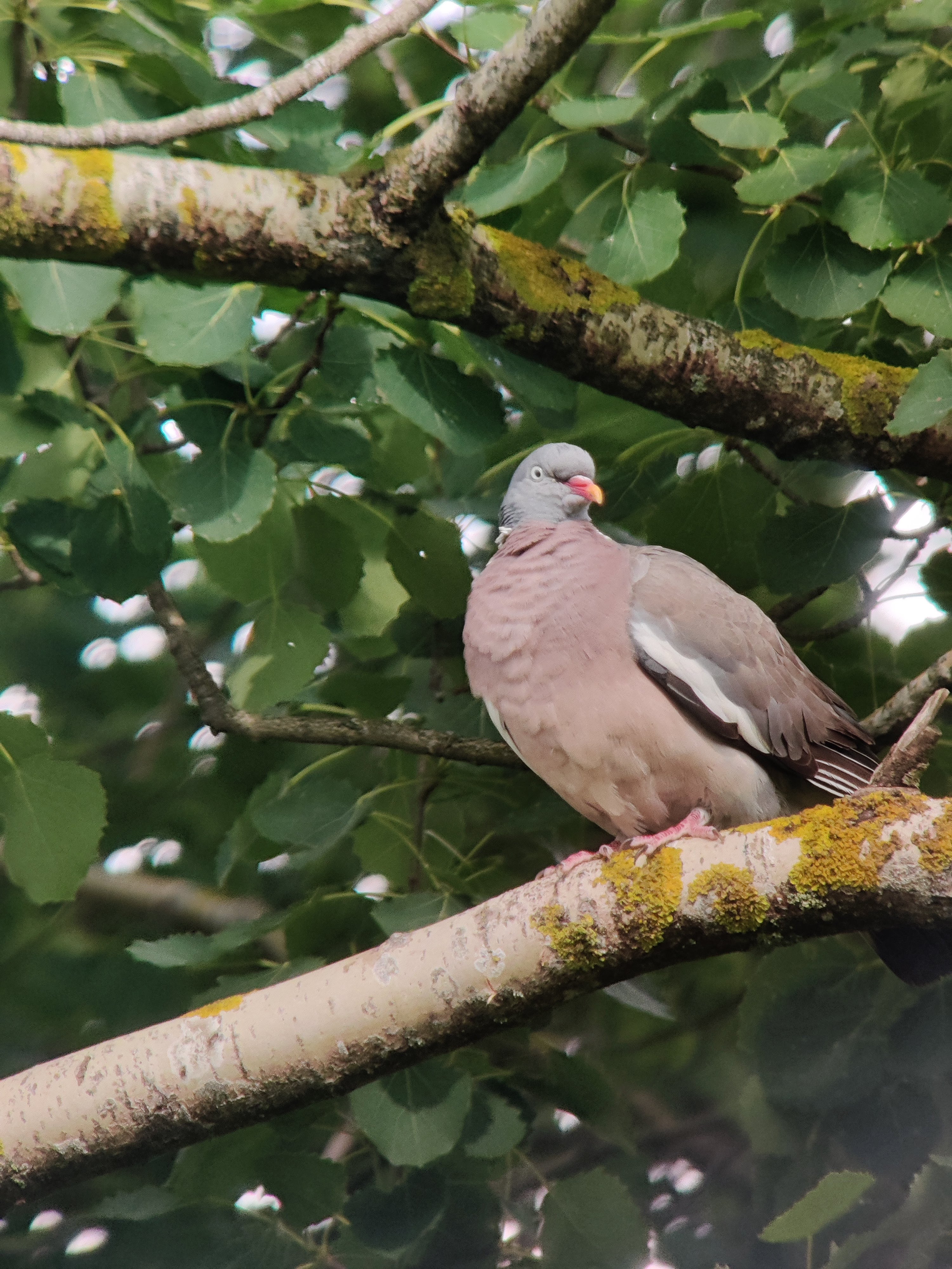 Common Wood Pigeon (sepelkyyhky)