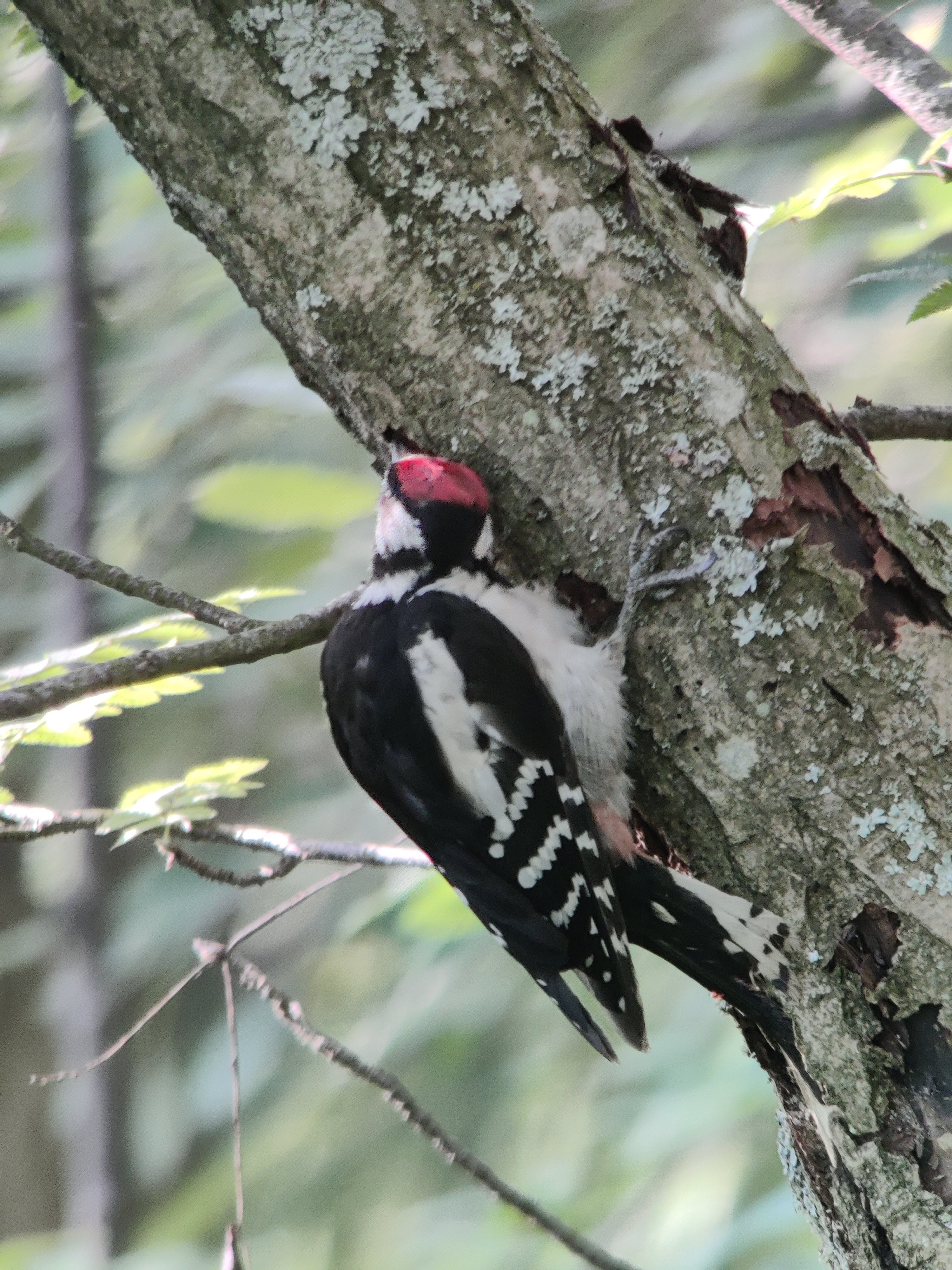 Great Spotted Woodpecker (käpytikka) looking for food