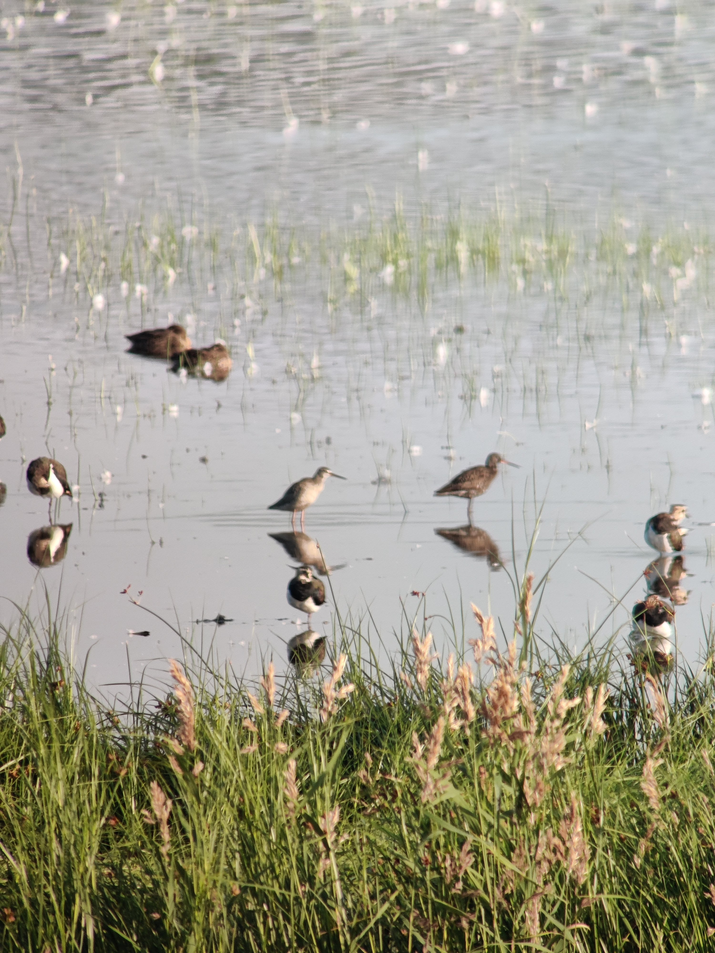 Spotted Redshanks (mustaviklo) with lapwings