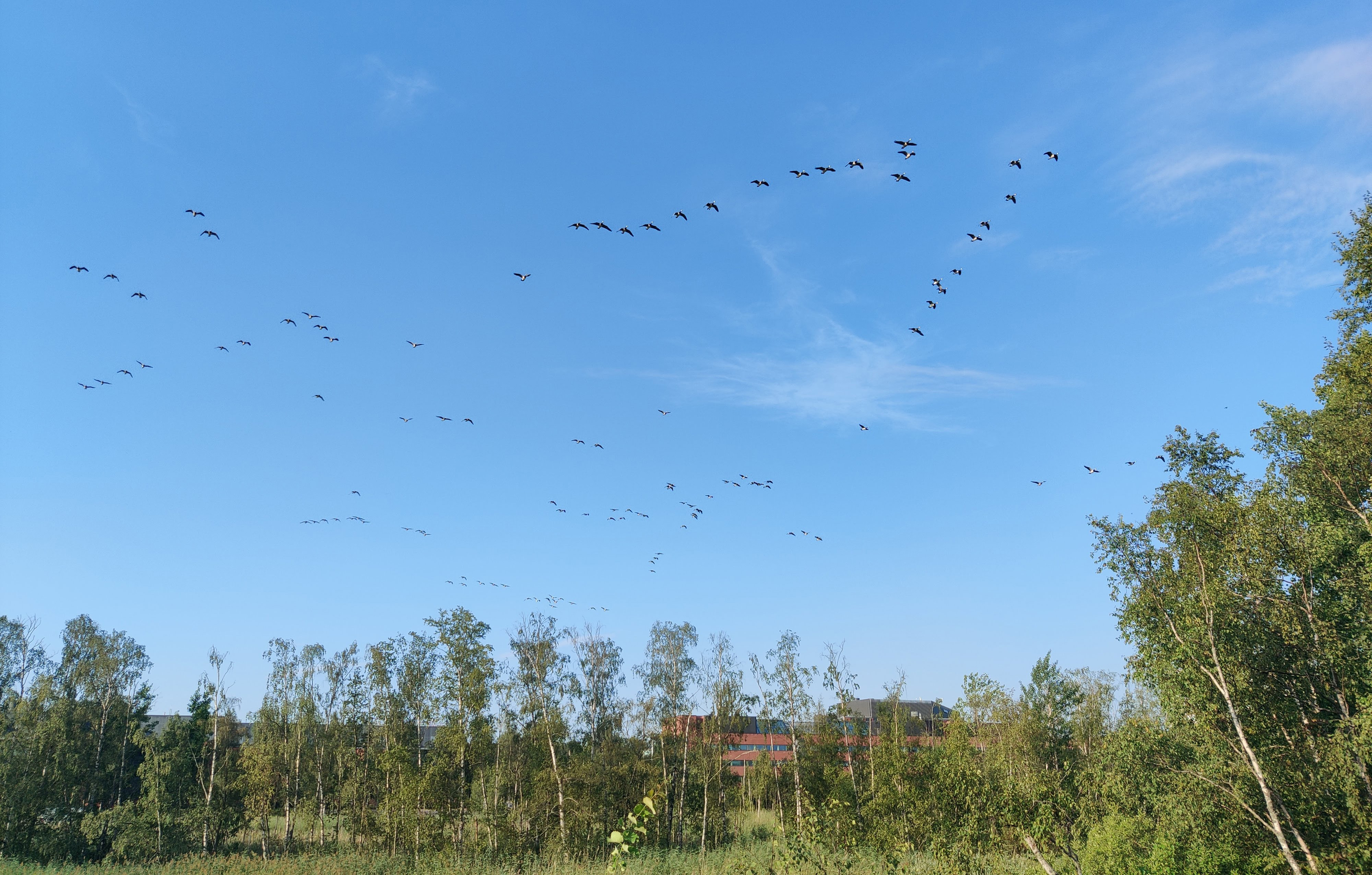 Barnacle Geese (valkoposkihanhi) flying over