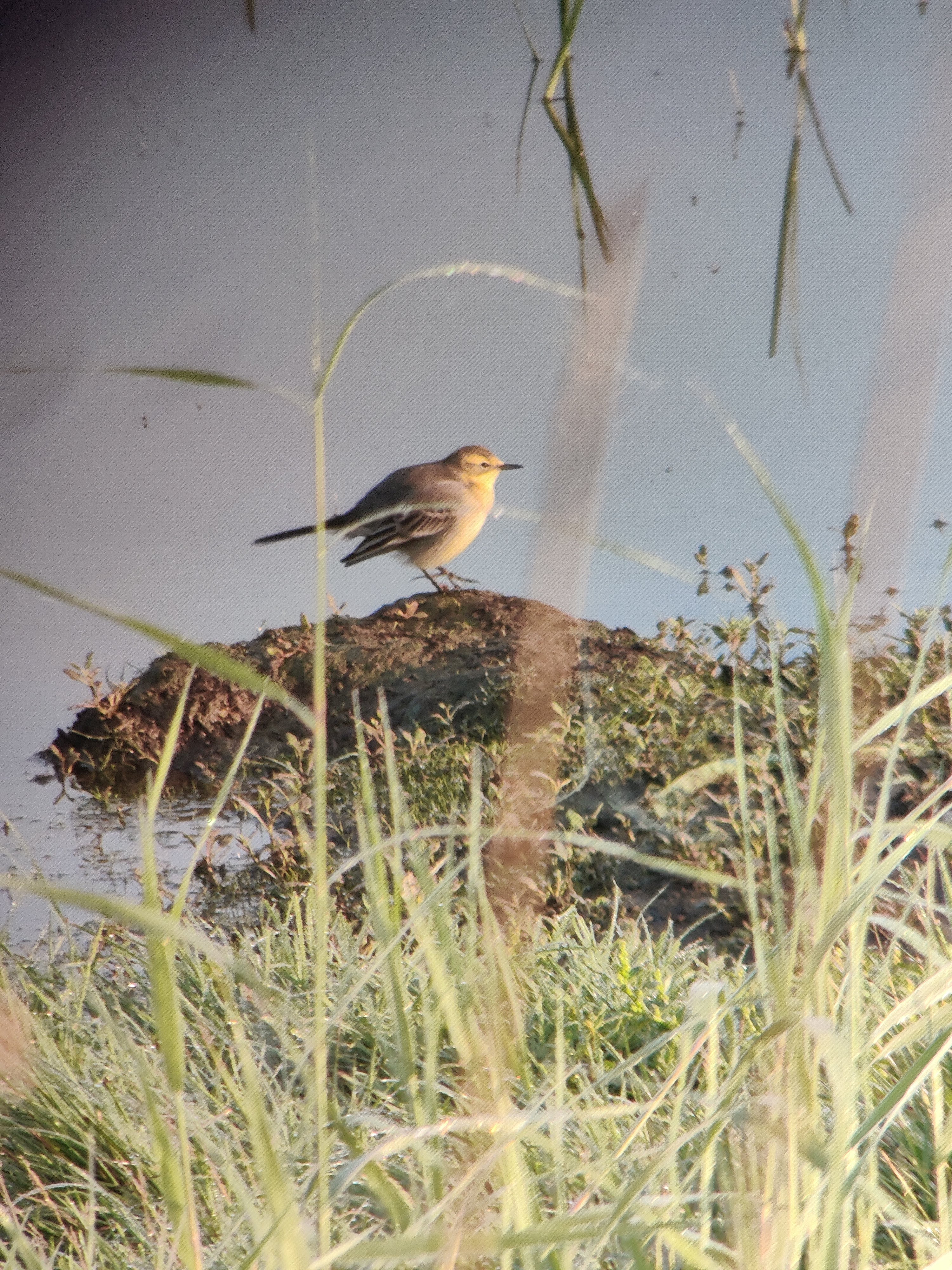 Citrine Wagtail (sitruunavästäräkki)