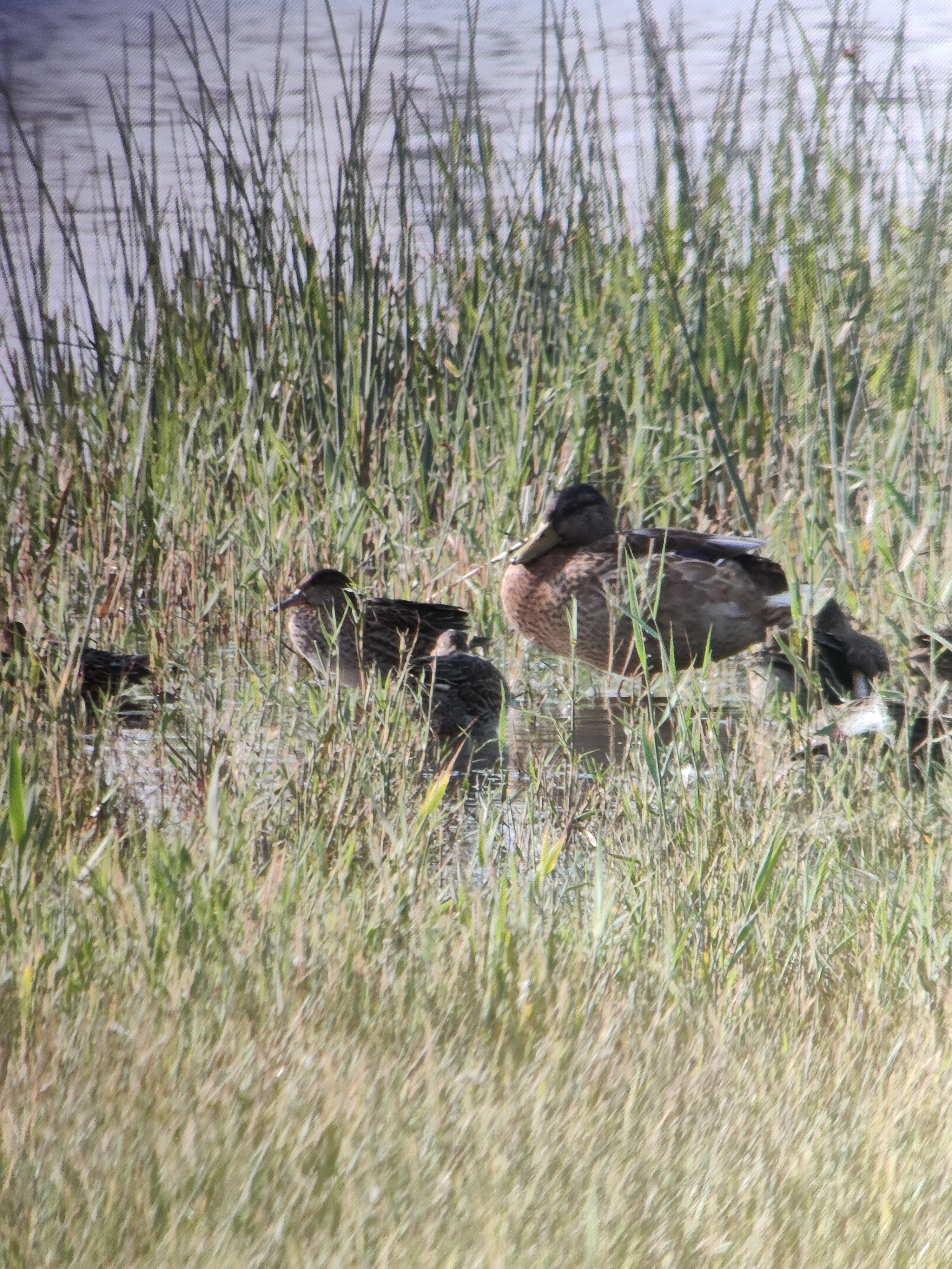 A Mallard among tiny Eurasian Teals