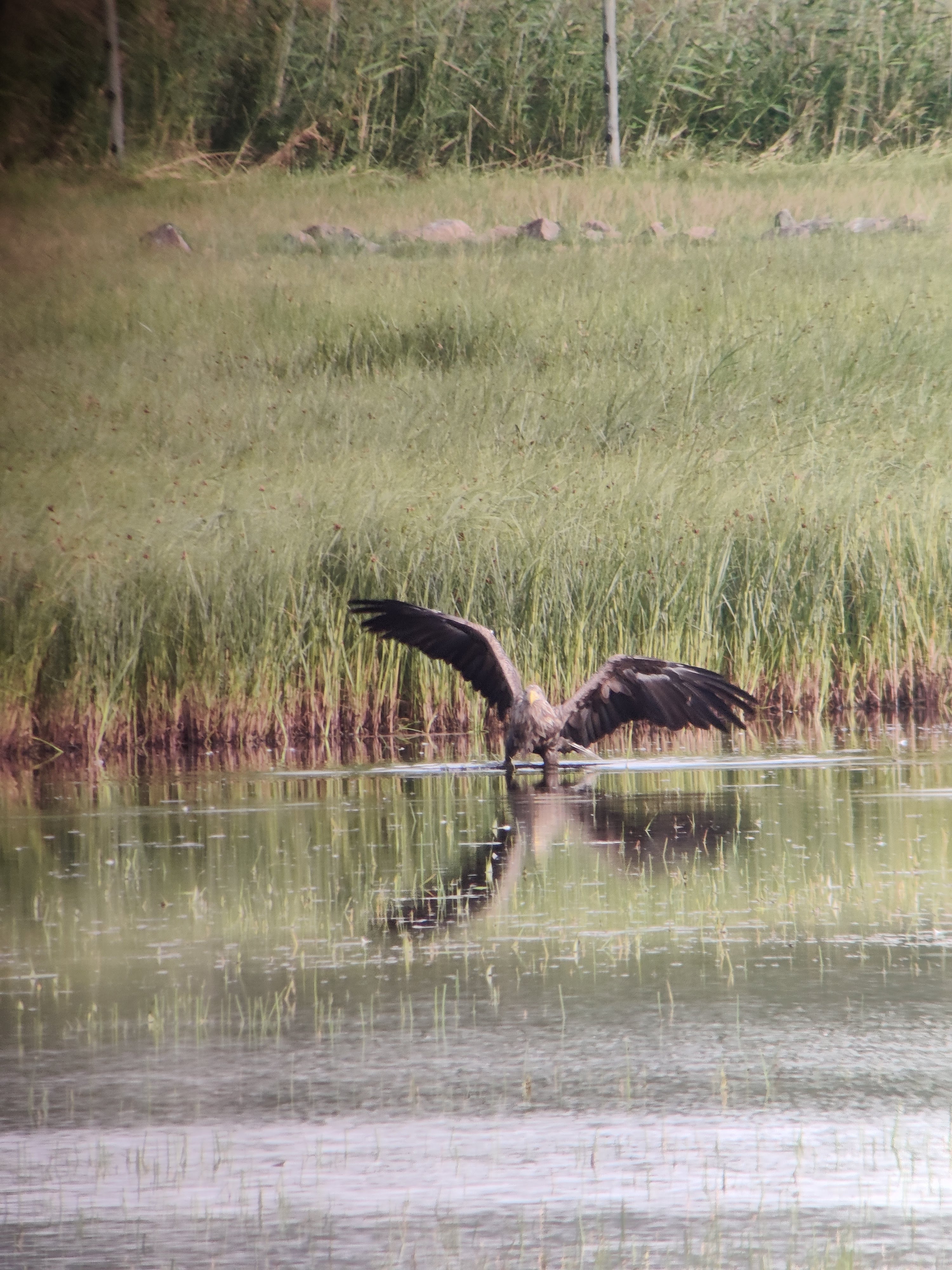 White-tailed Eagle (merikotka)