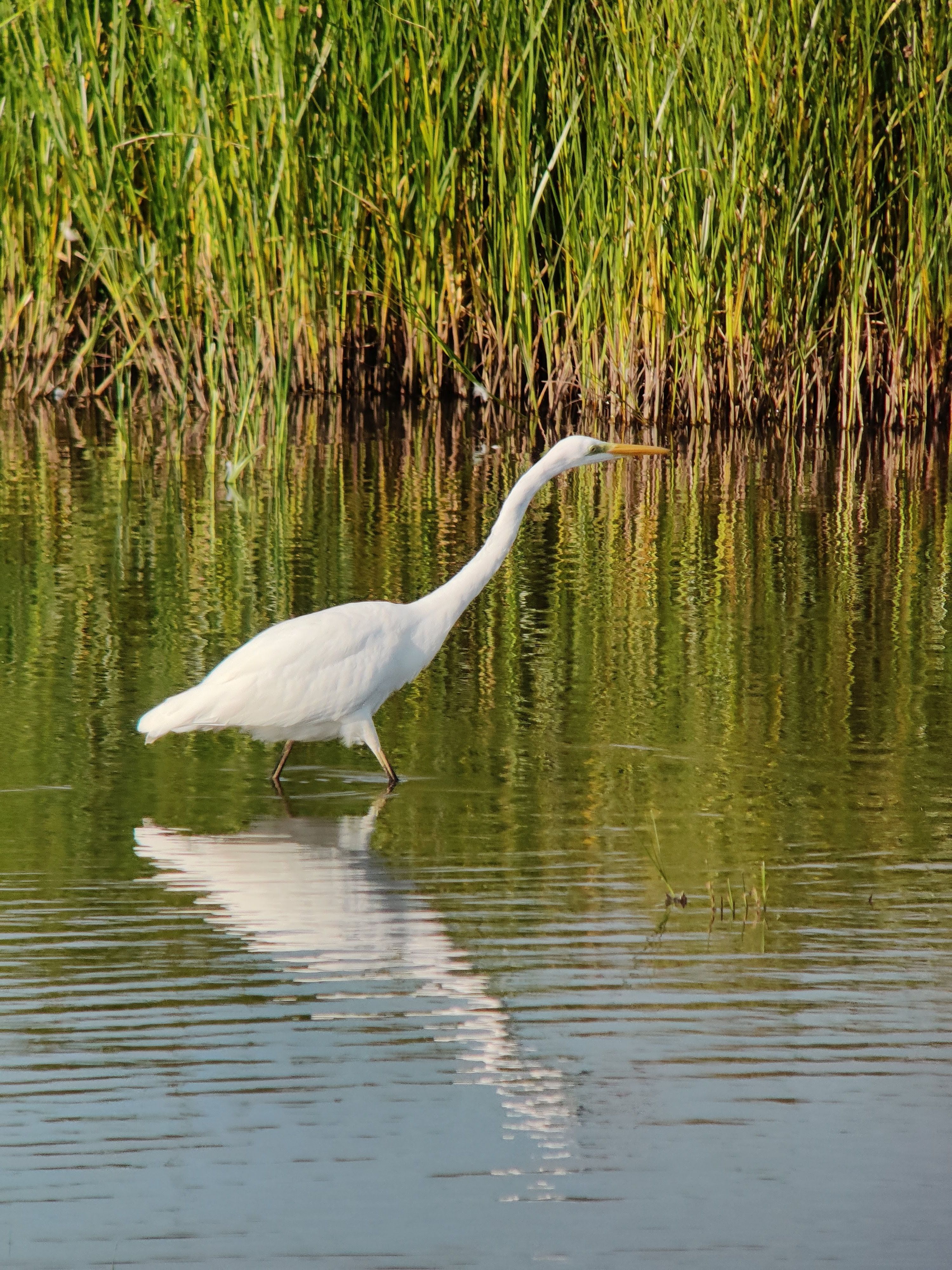 Great Egret (jalohaikara)