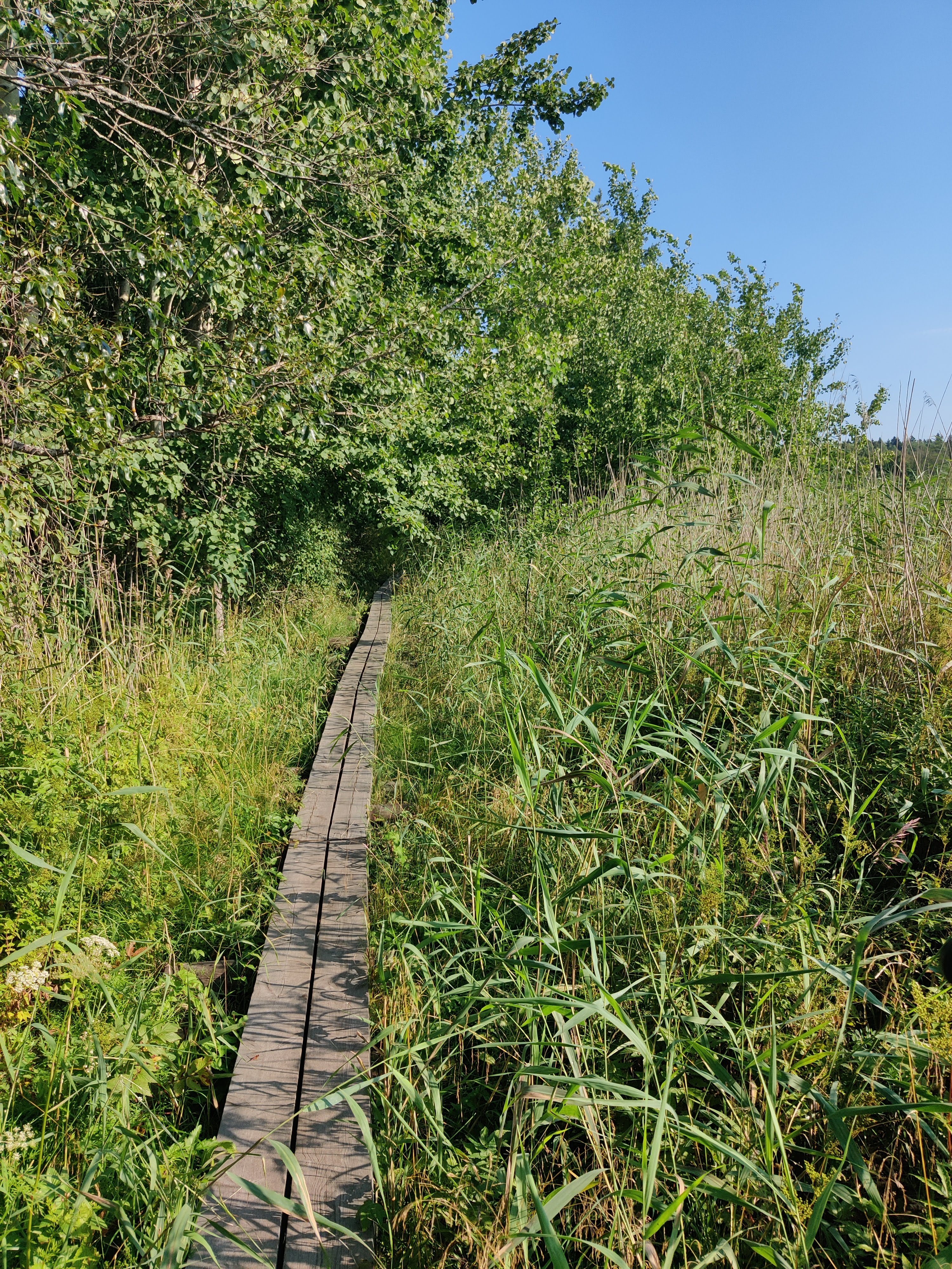 On the edge of the reedbed