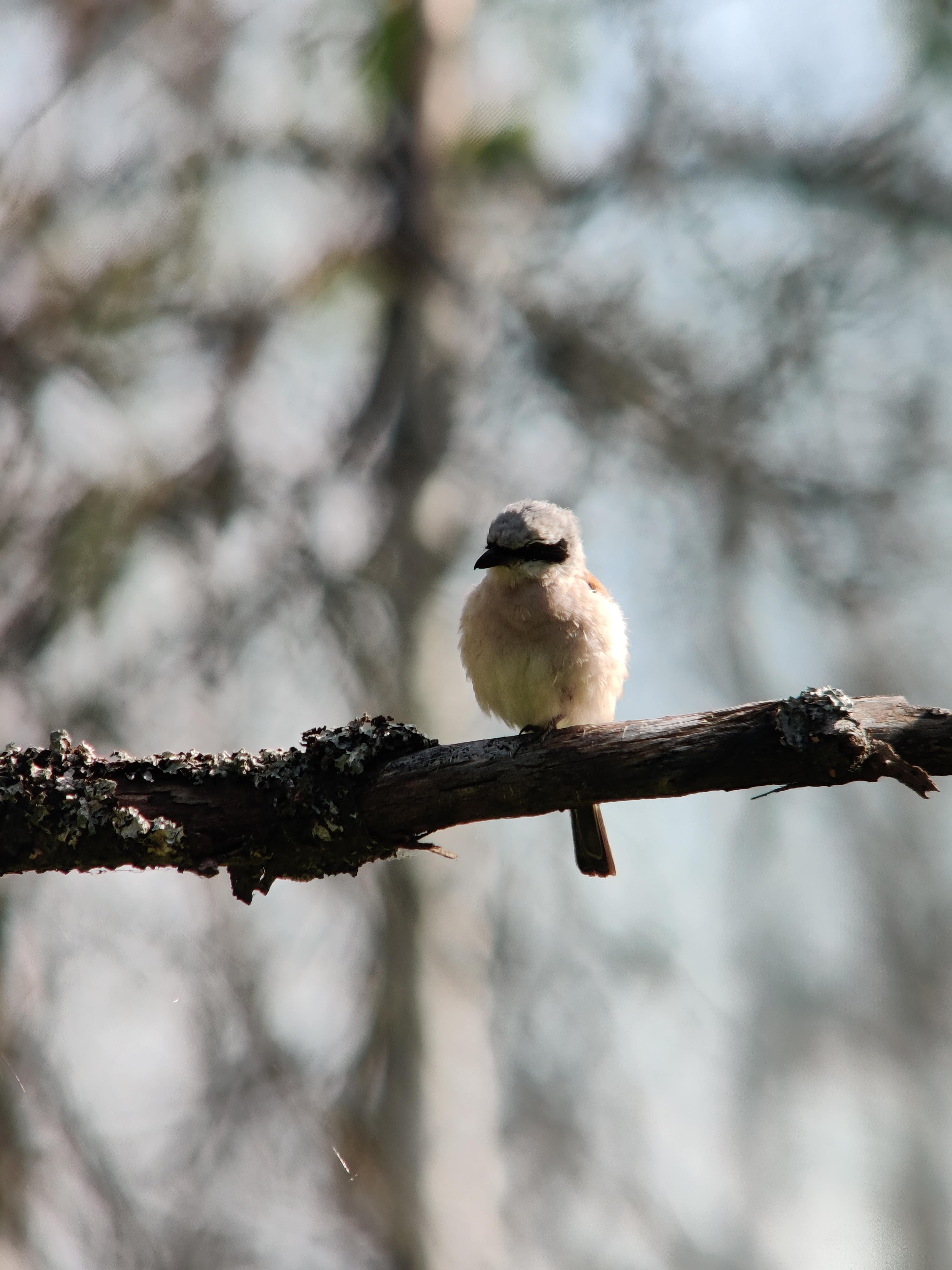 Red-backed Shrike male (pikkulepinkäinen)