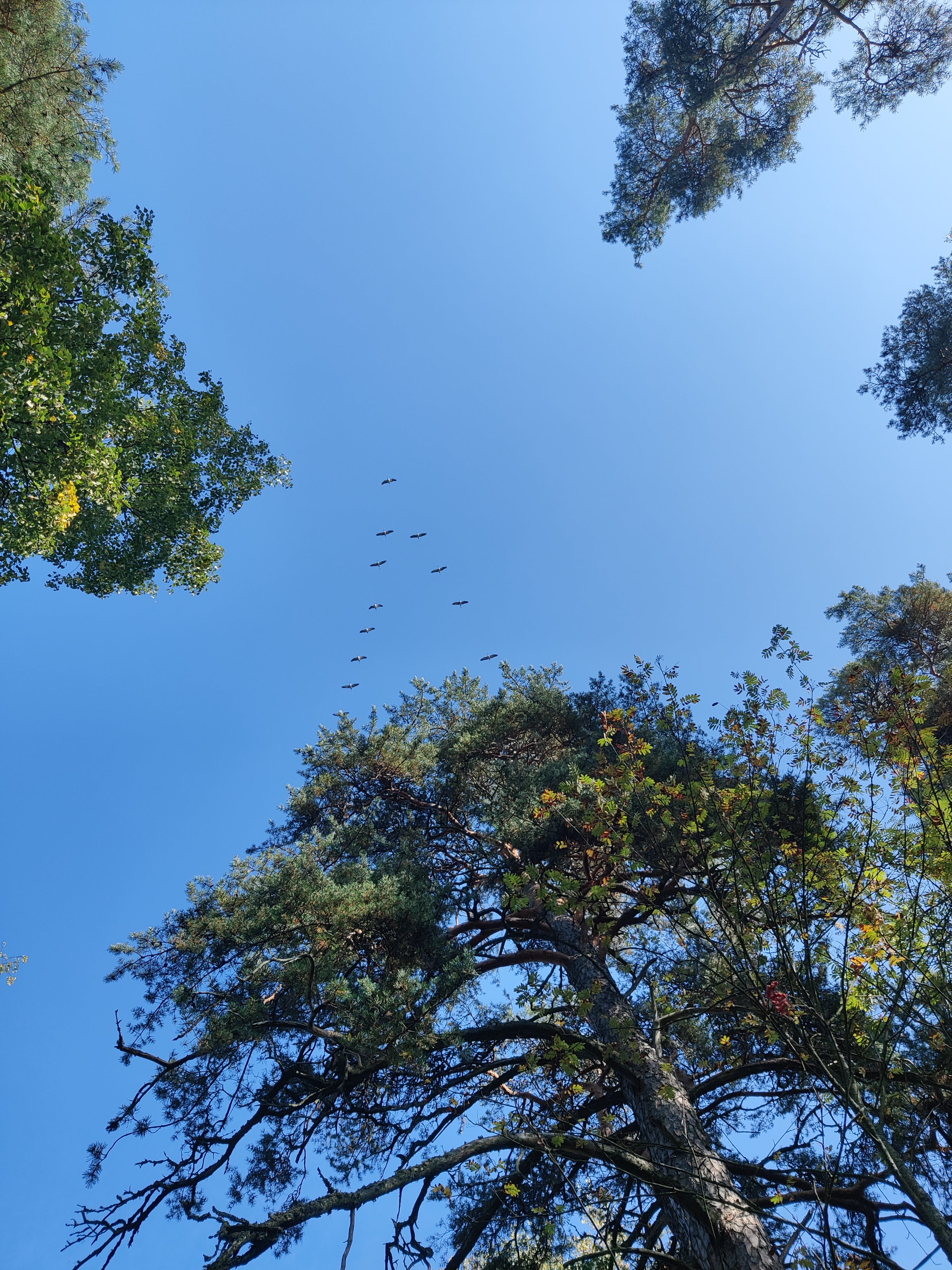 Common Cranes in migration (kurki)