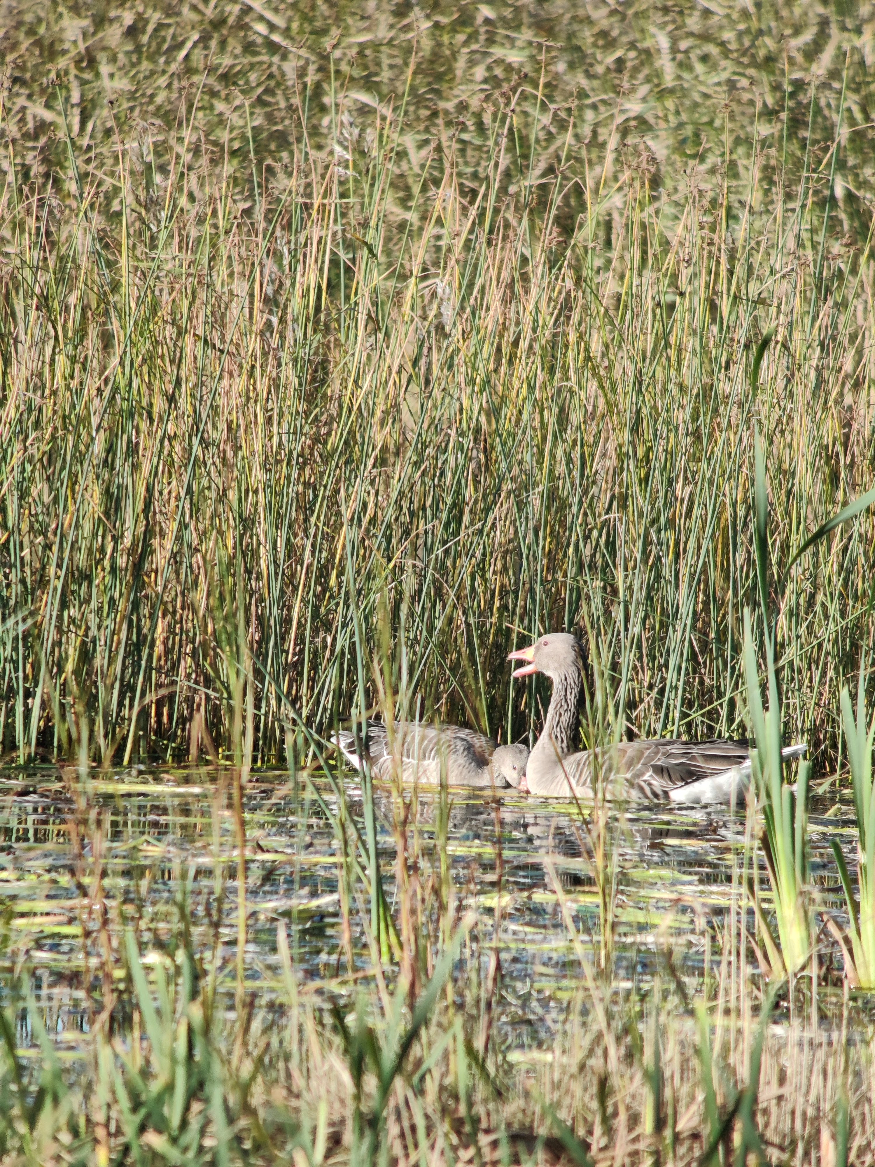 Greylag Goose (merihanhi)