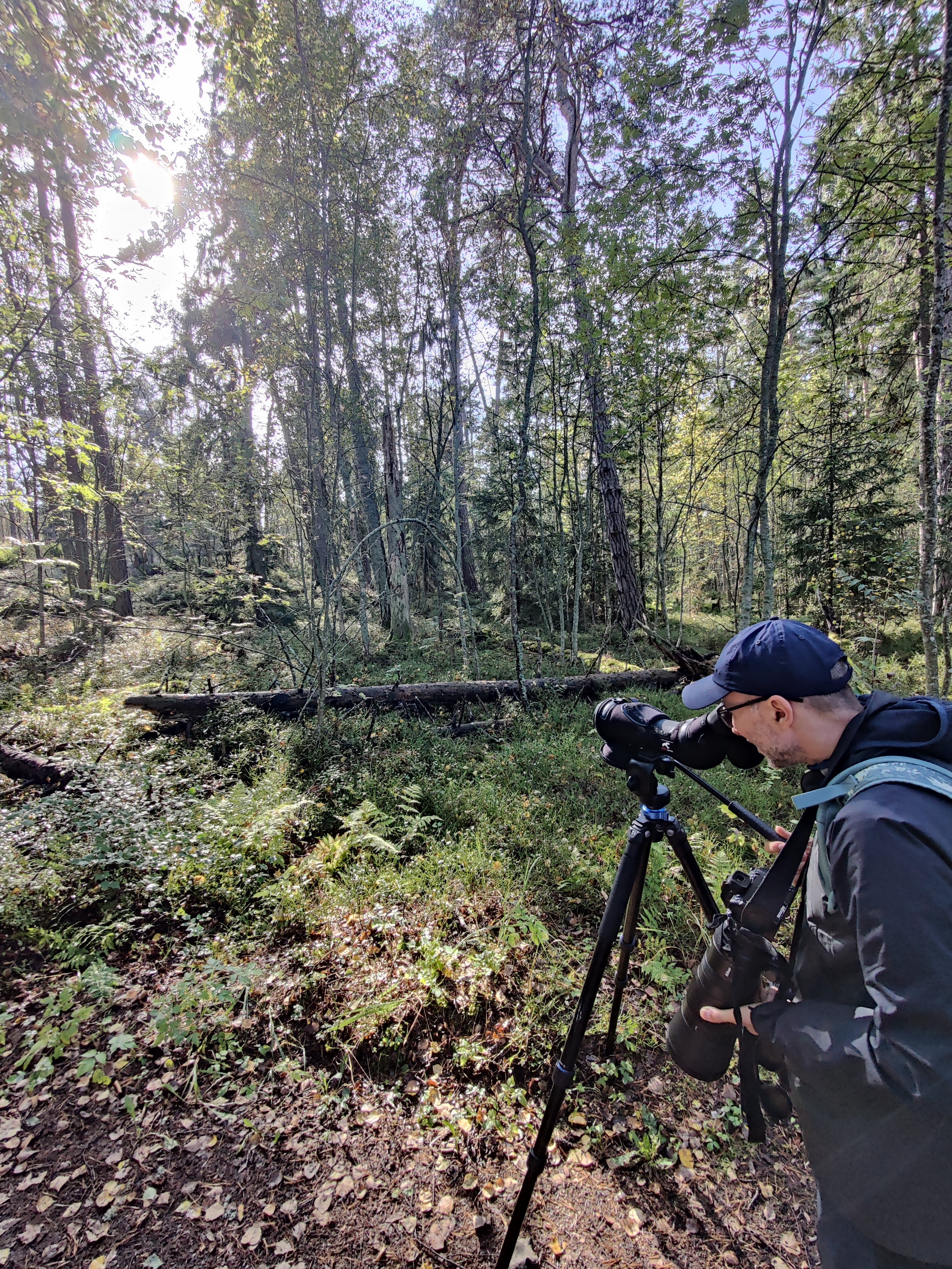 Birding in the woods in Helsinki