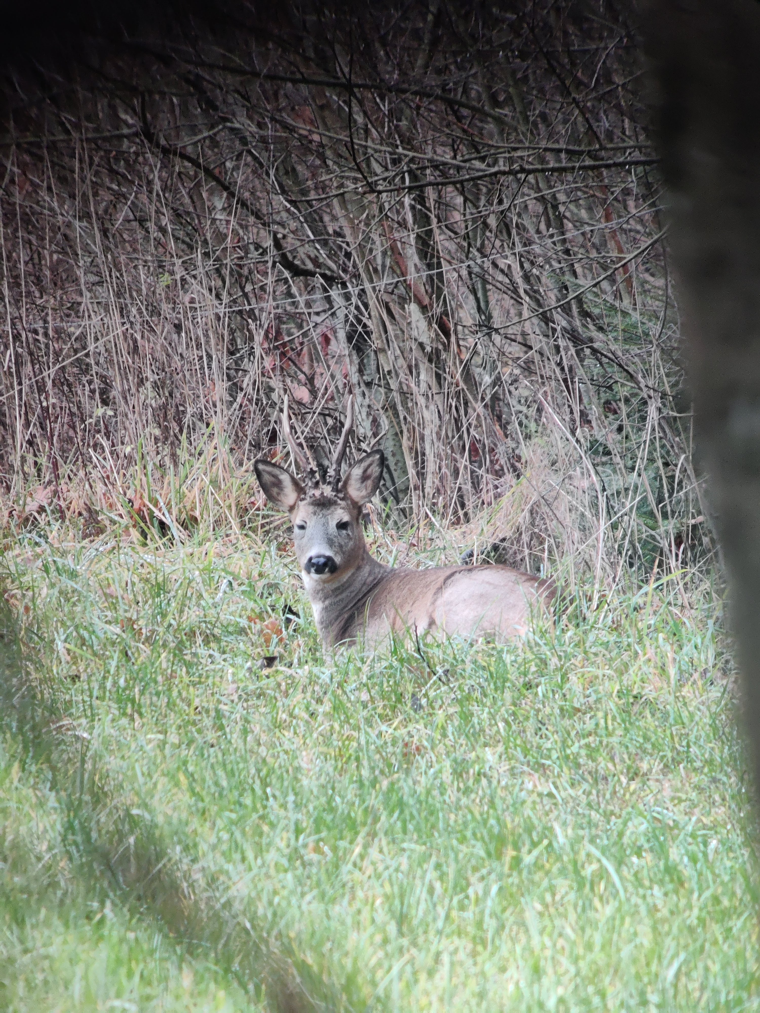 Roe Deer (metsäkauris)