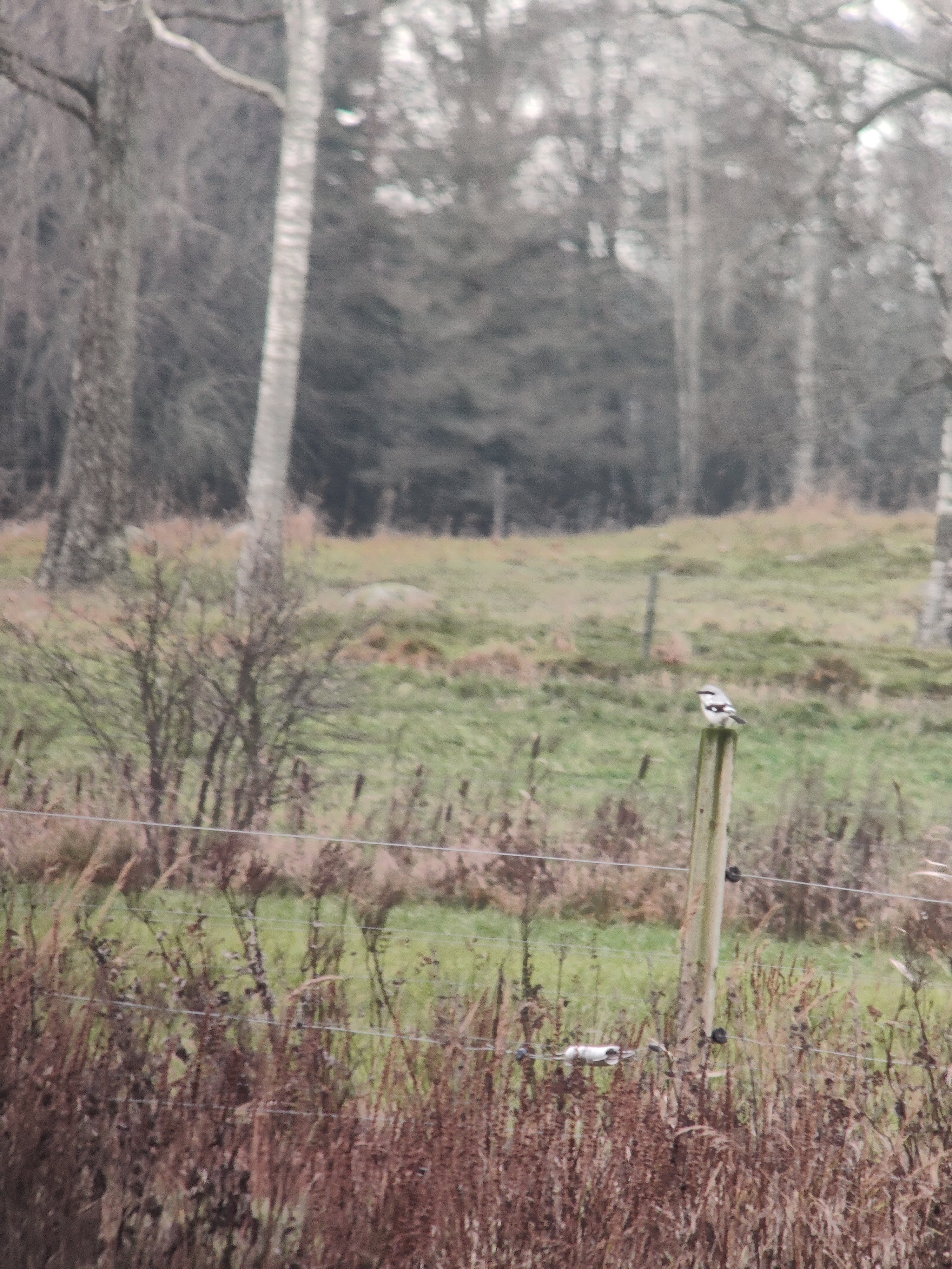 Great Grey Shrike (isolepinkäinen)
