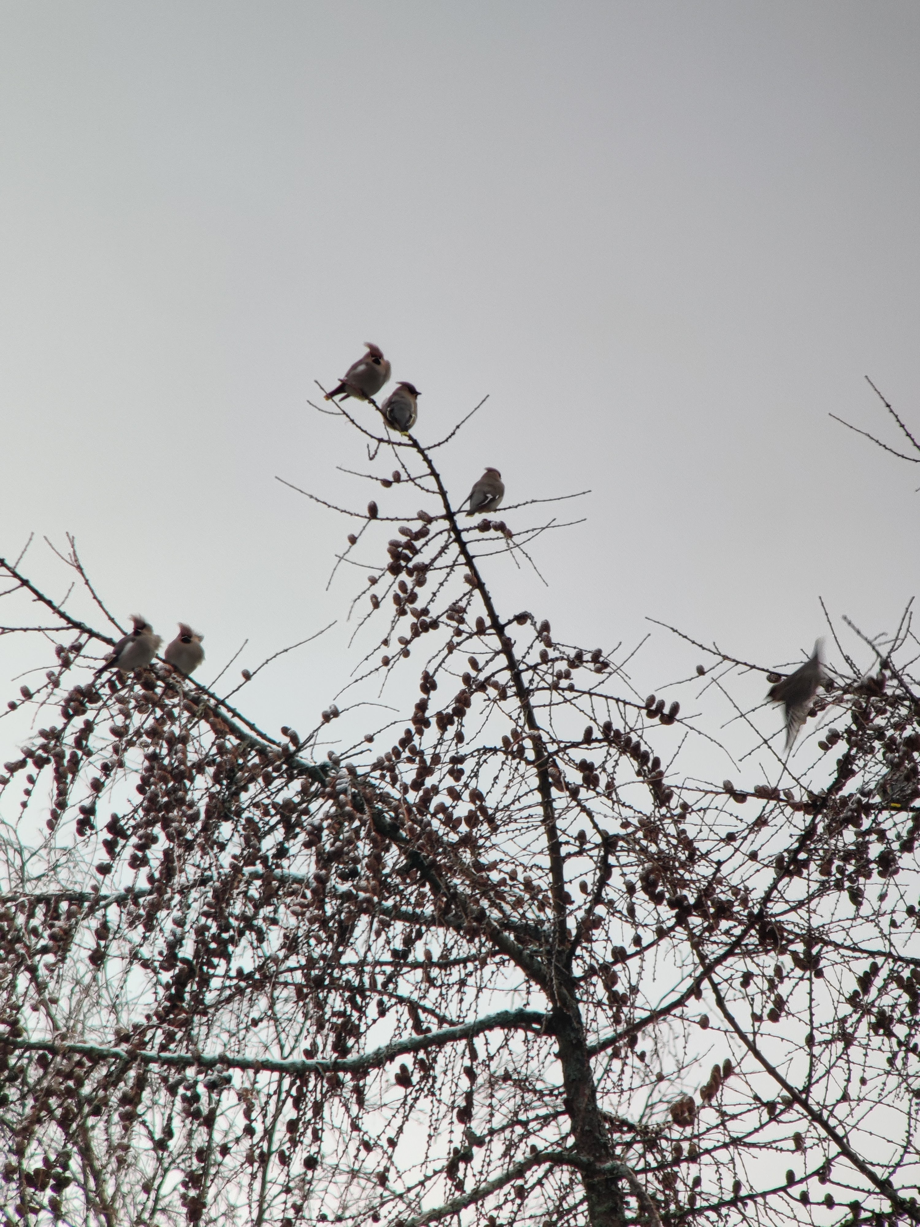 Bohemian Waxwing (tilhi)