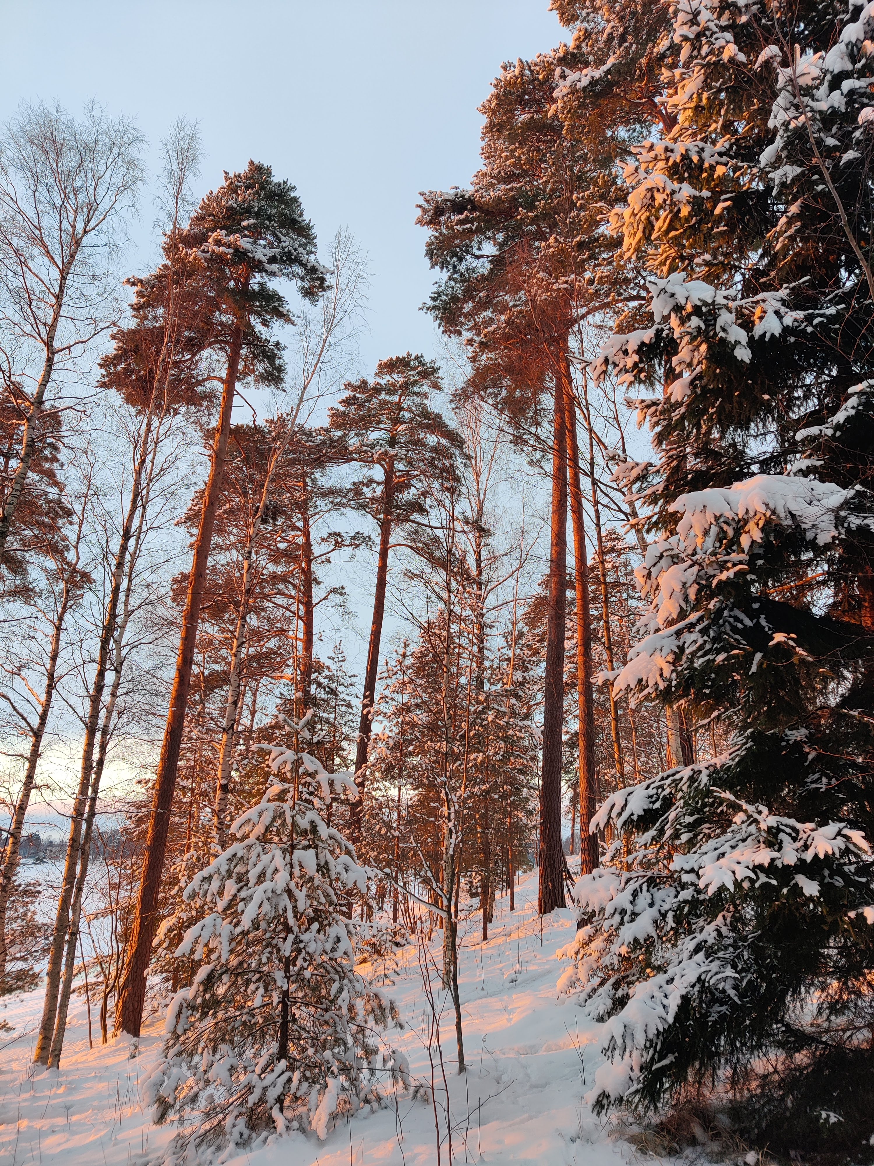 Sunset lighting up the snowy woods