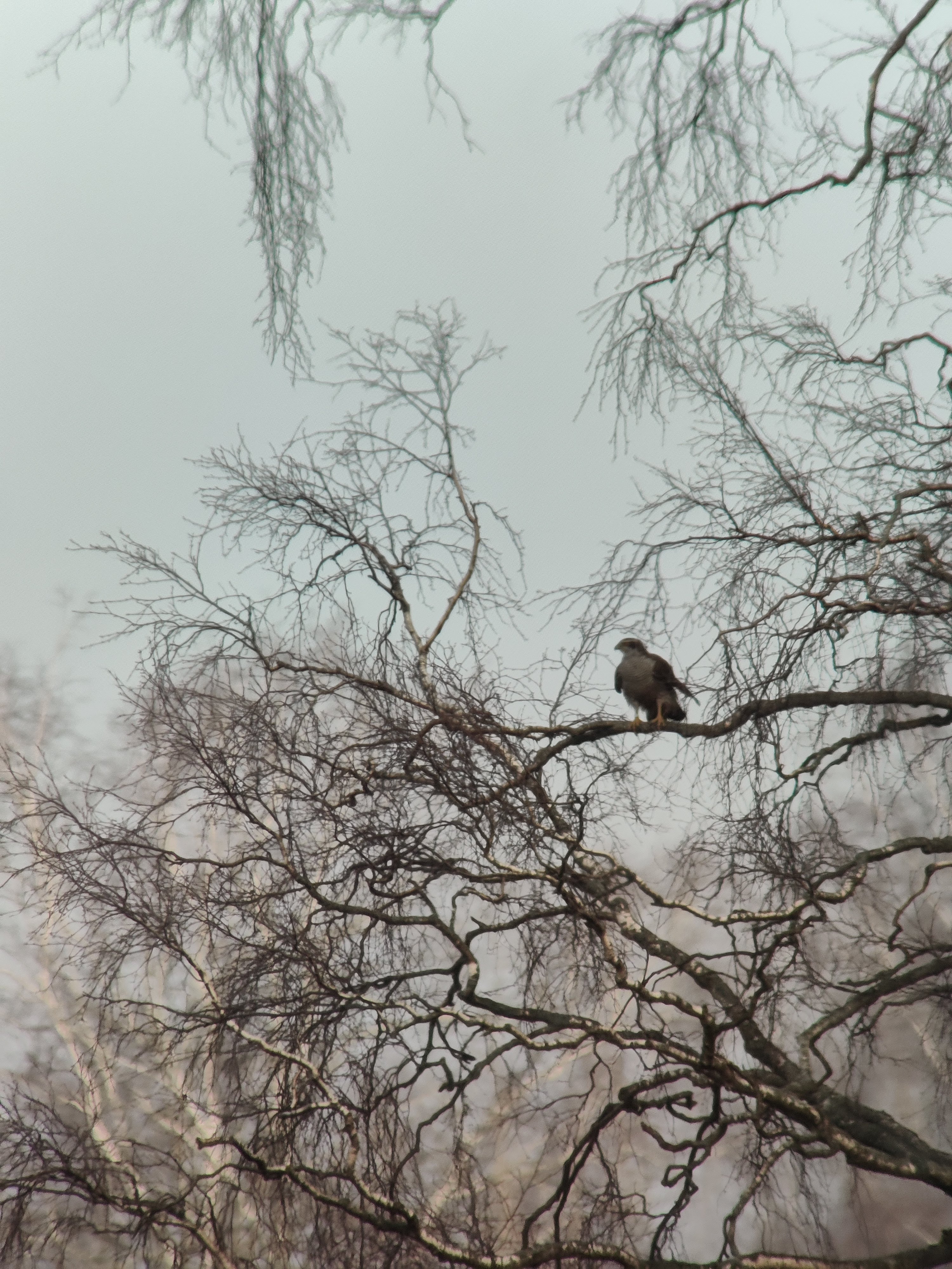 Eurasian Goshawk (kanahaukka)