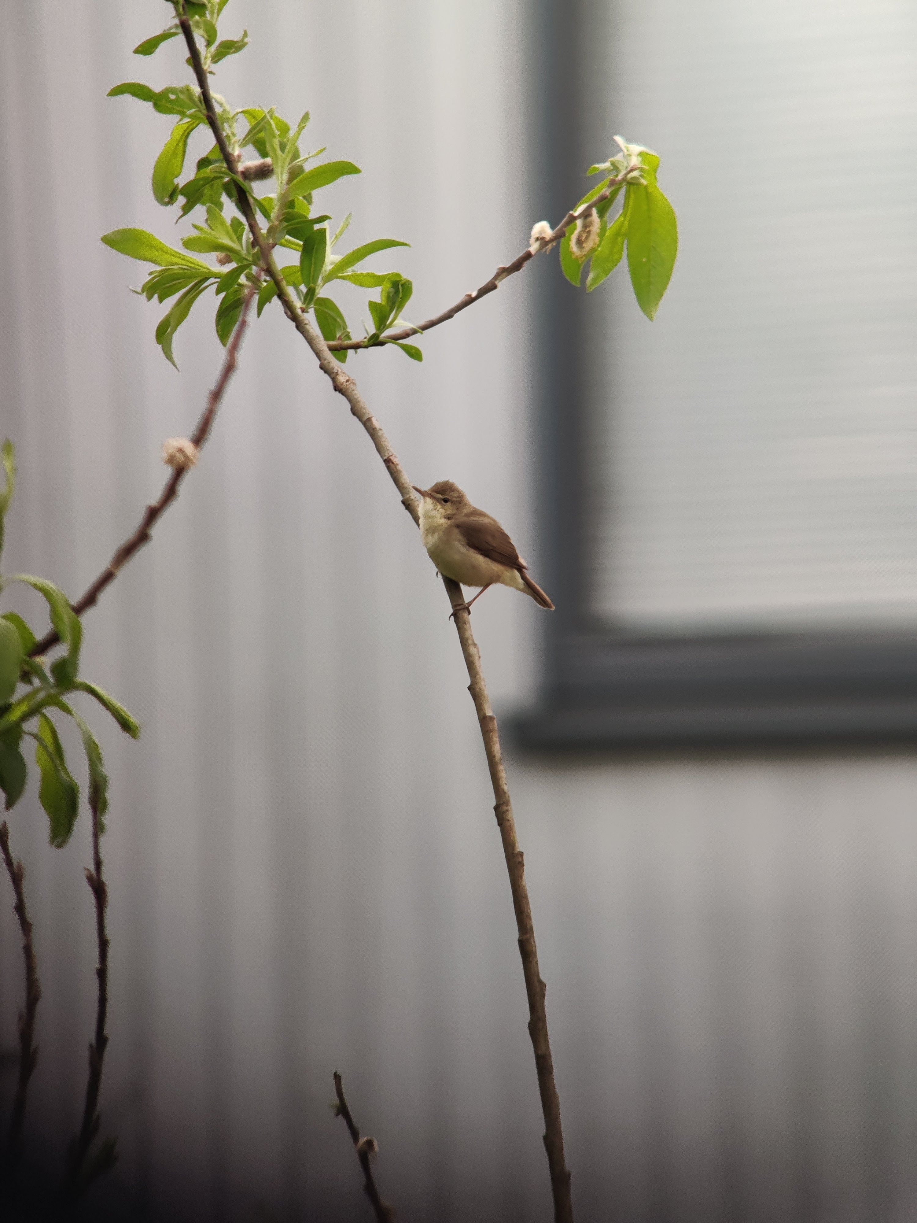 Blyth's Reed Warbler (viitakerttunen)