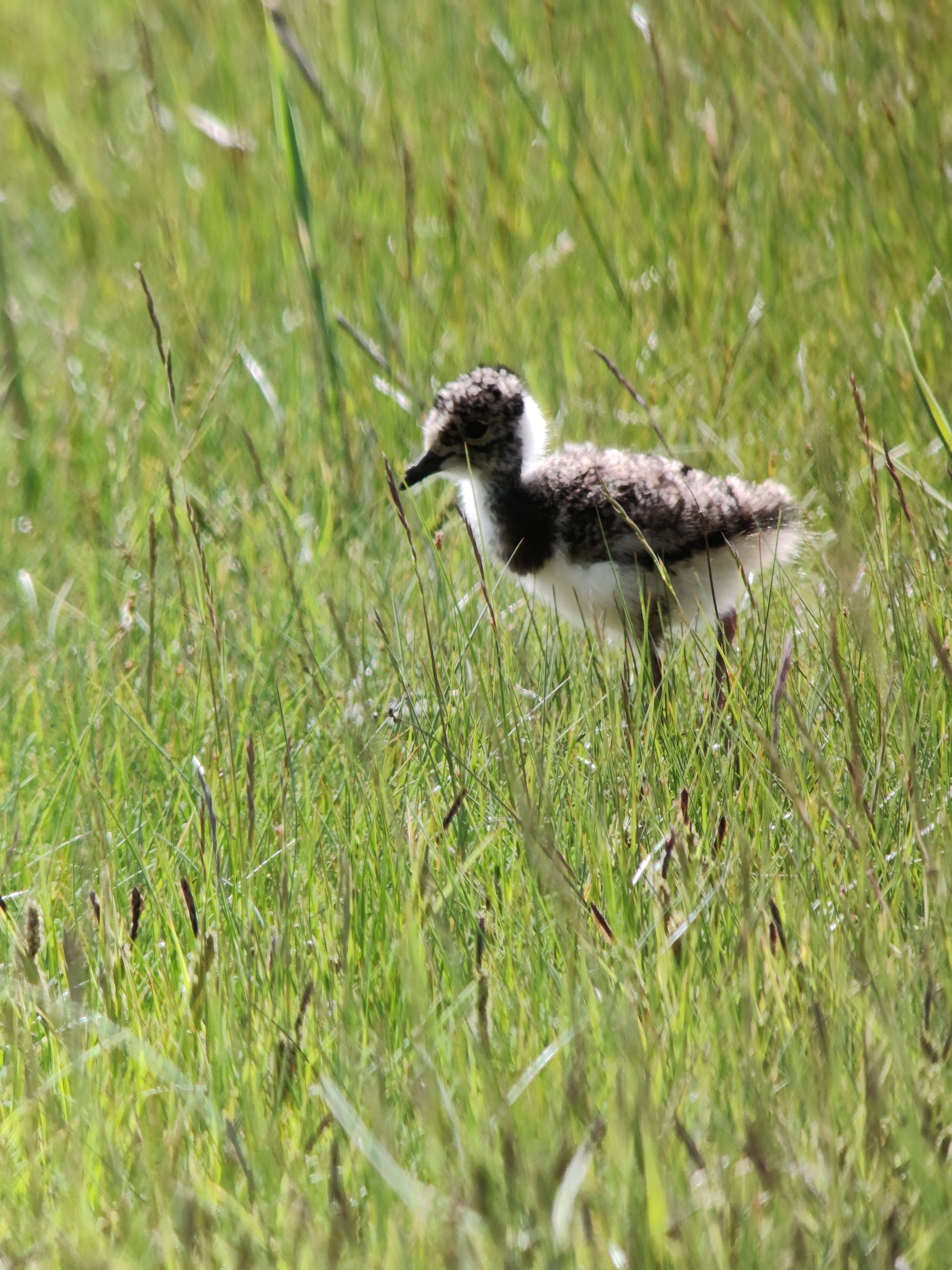 Baby Northern Lapwing (töyhtöhyyppä)