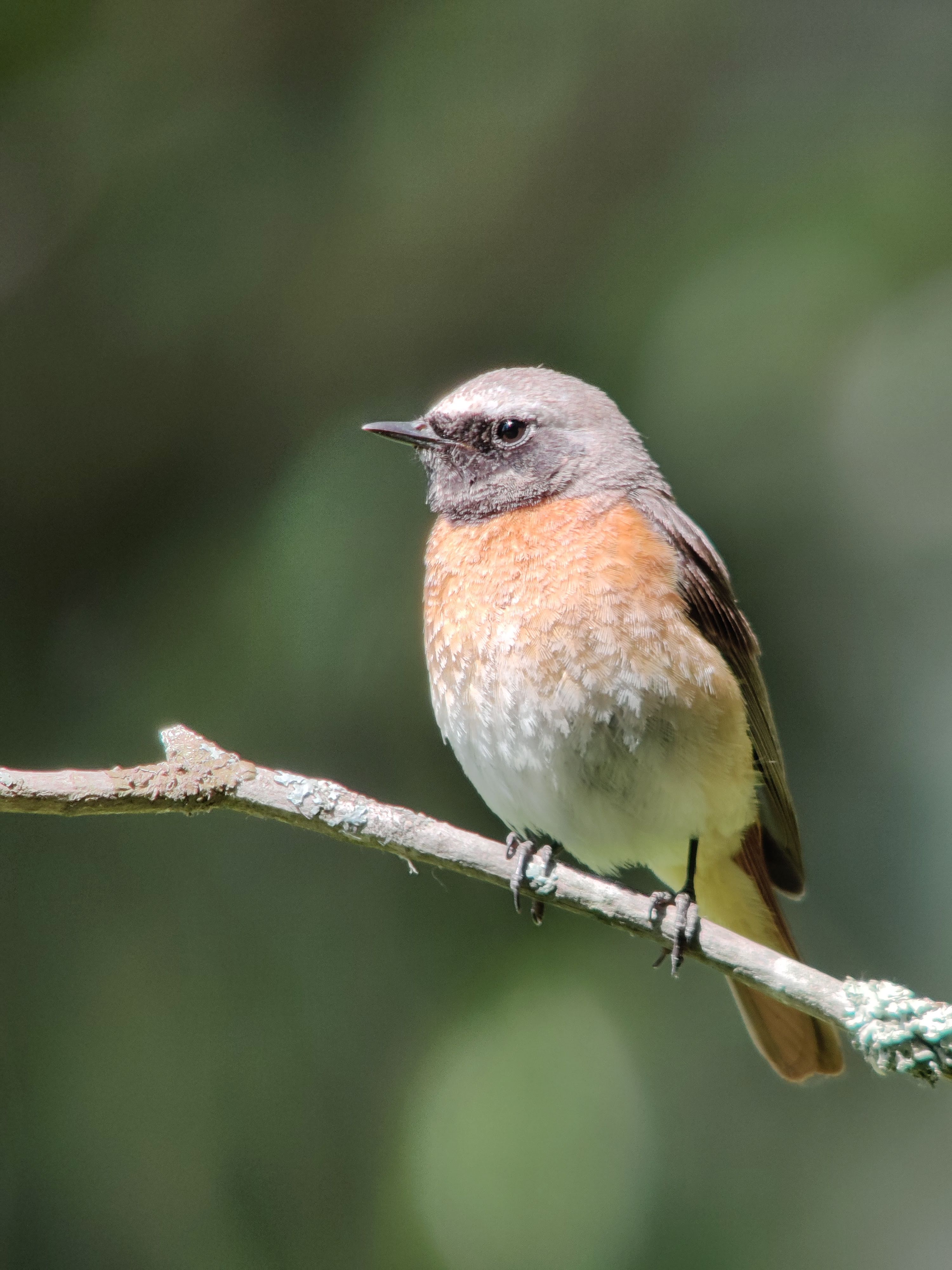 Common Redstart (leppälintu)