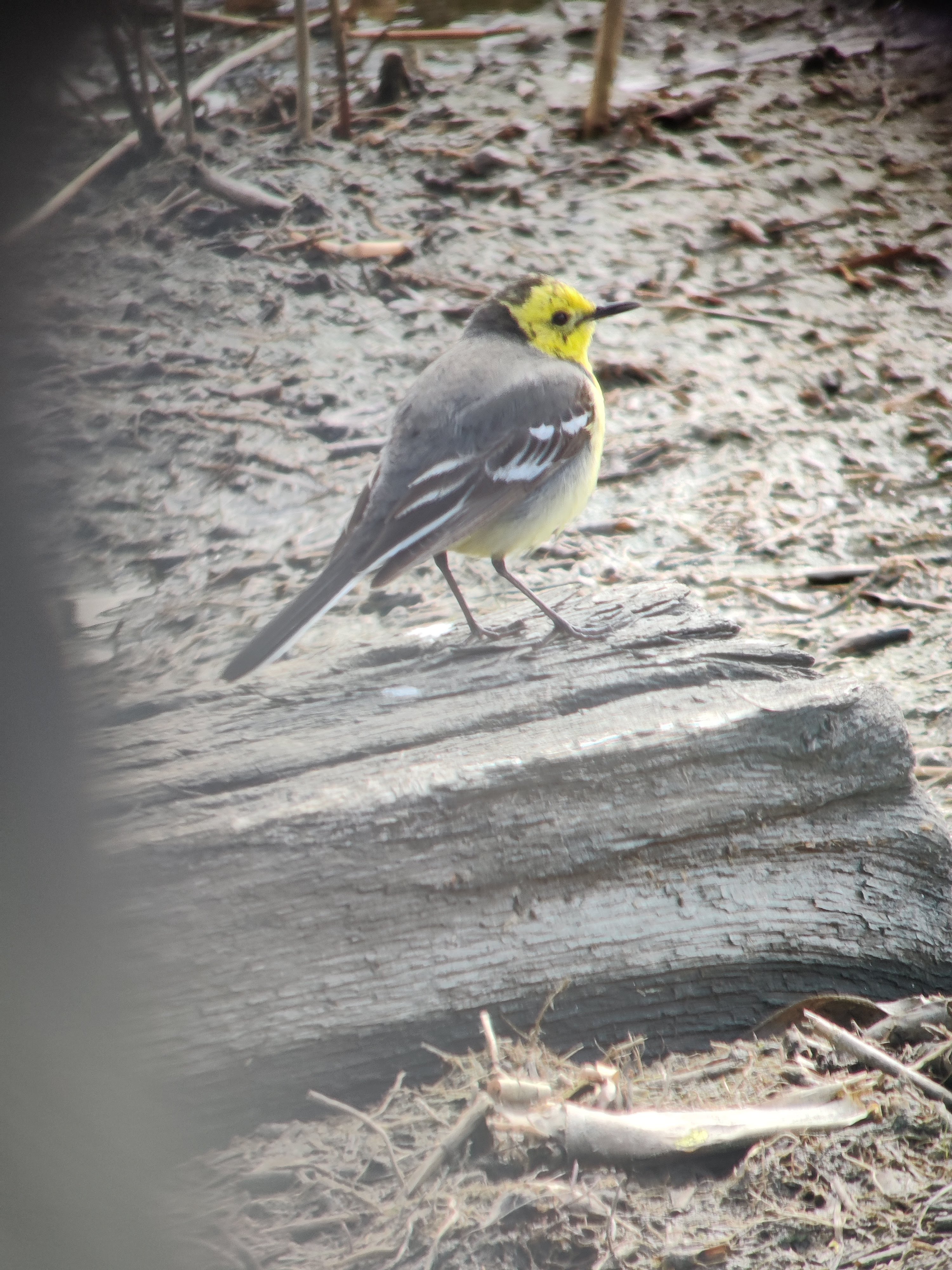 Citrine Wagtail (sitruunavästäräkki)