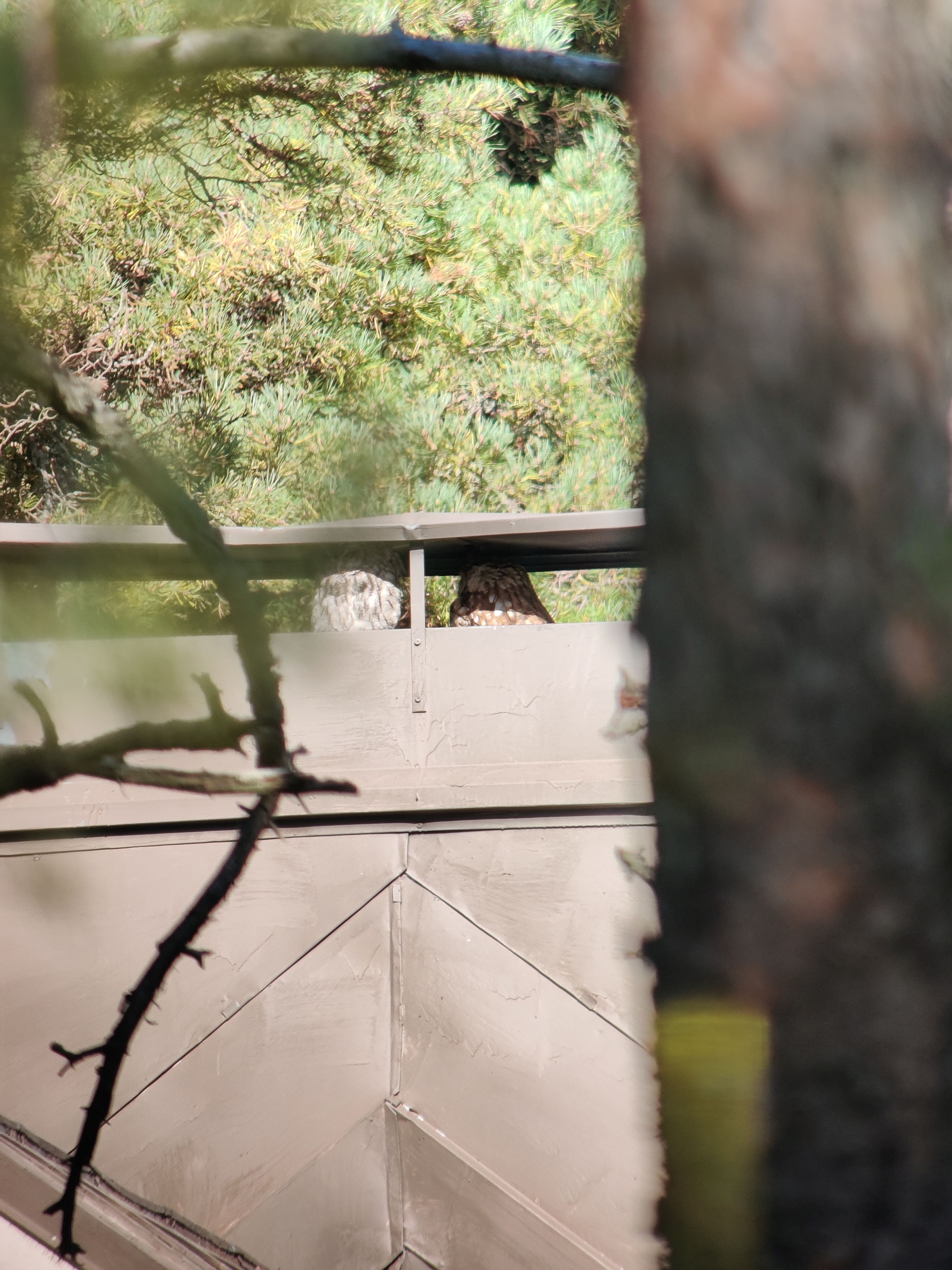 Tawny Owls (lehtopöllö) hiding in a chimney top