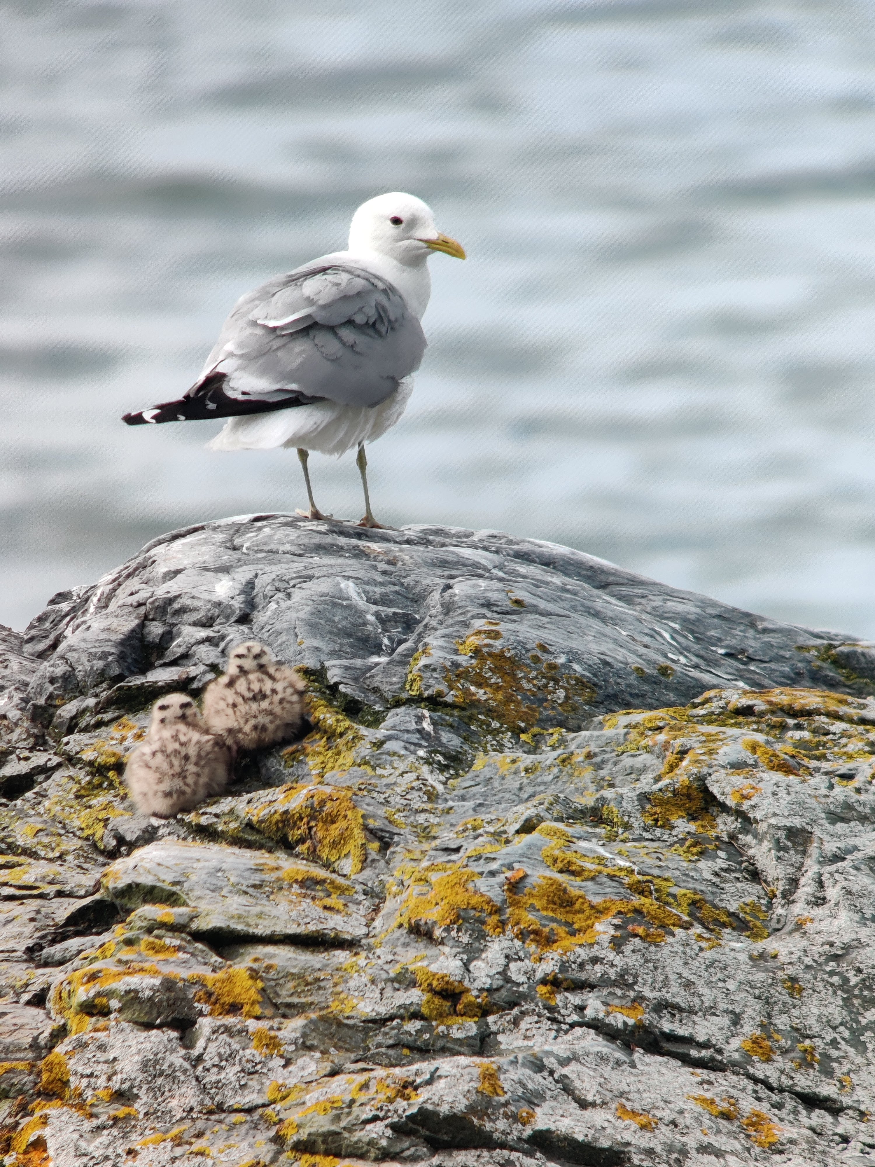 Common Gull (kalalokki) with chicks