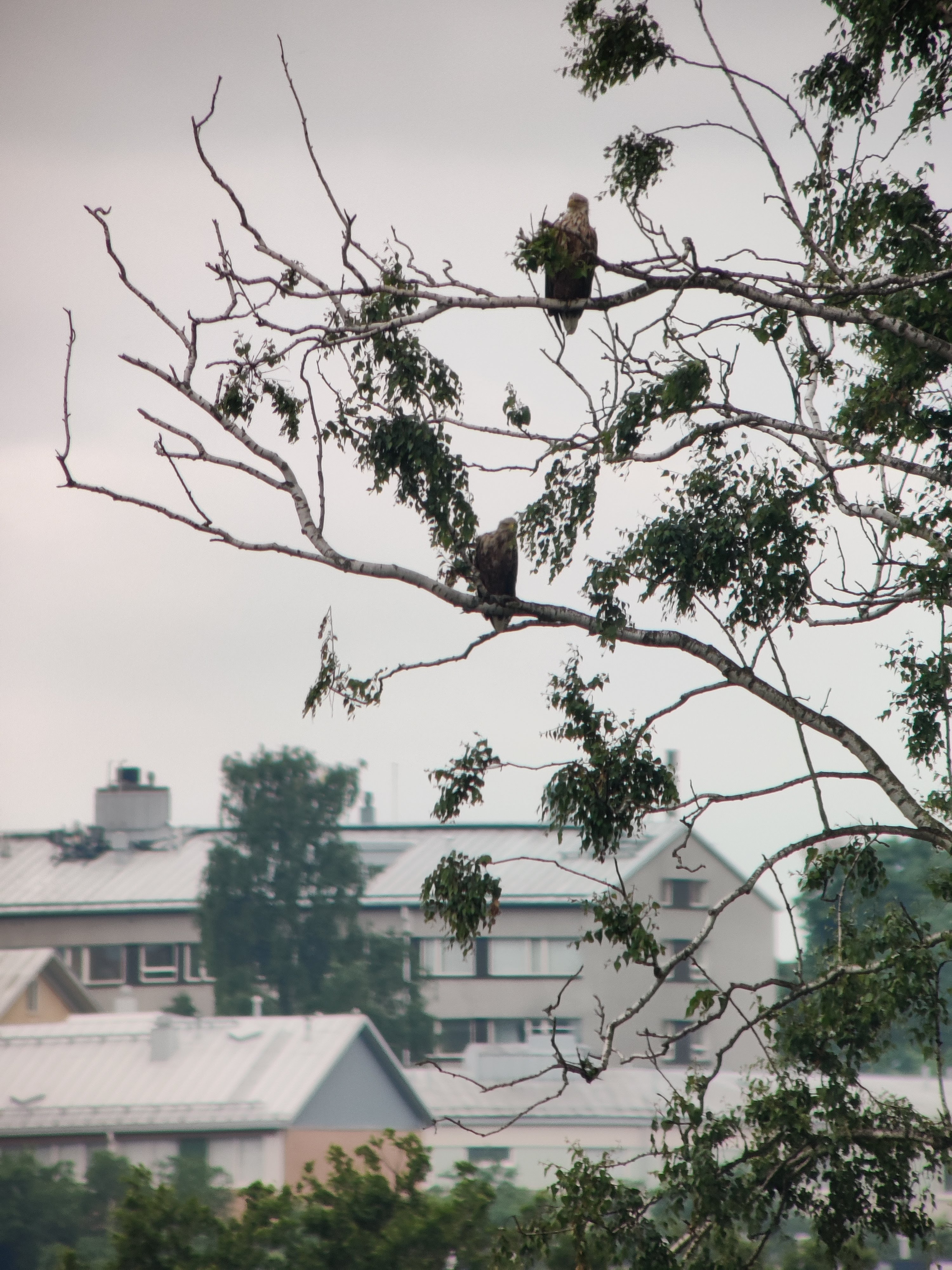 White-tailed Eagle (merikotka)