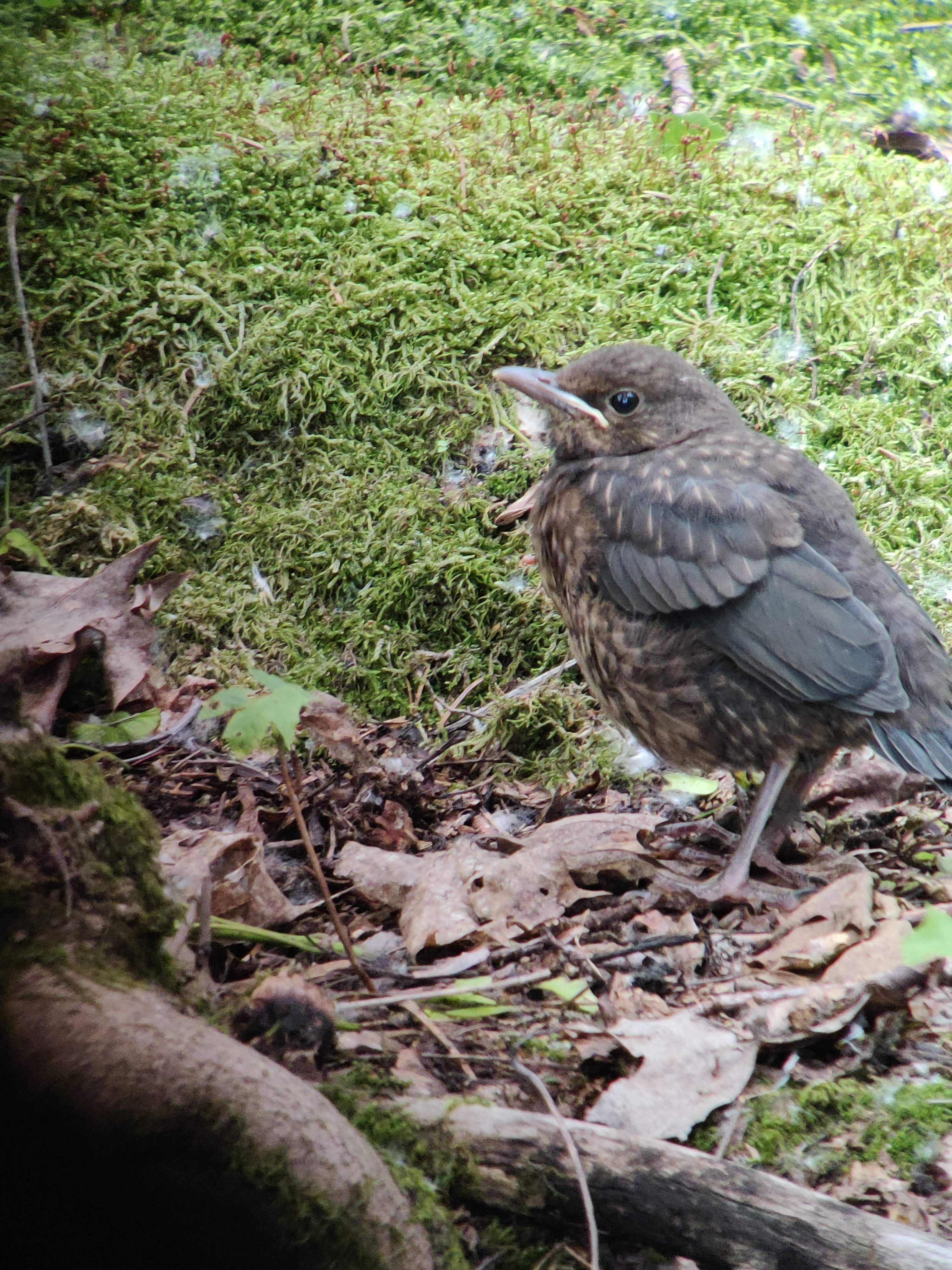 Young Common Blackbird (mustarastas)