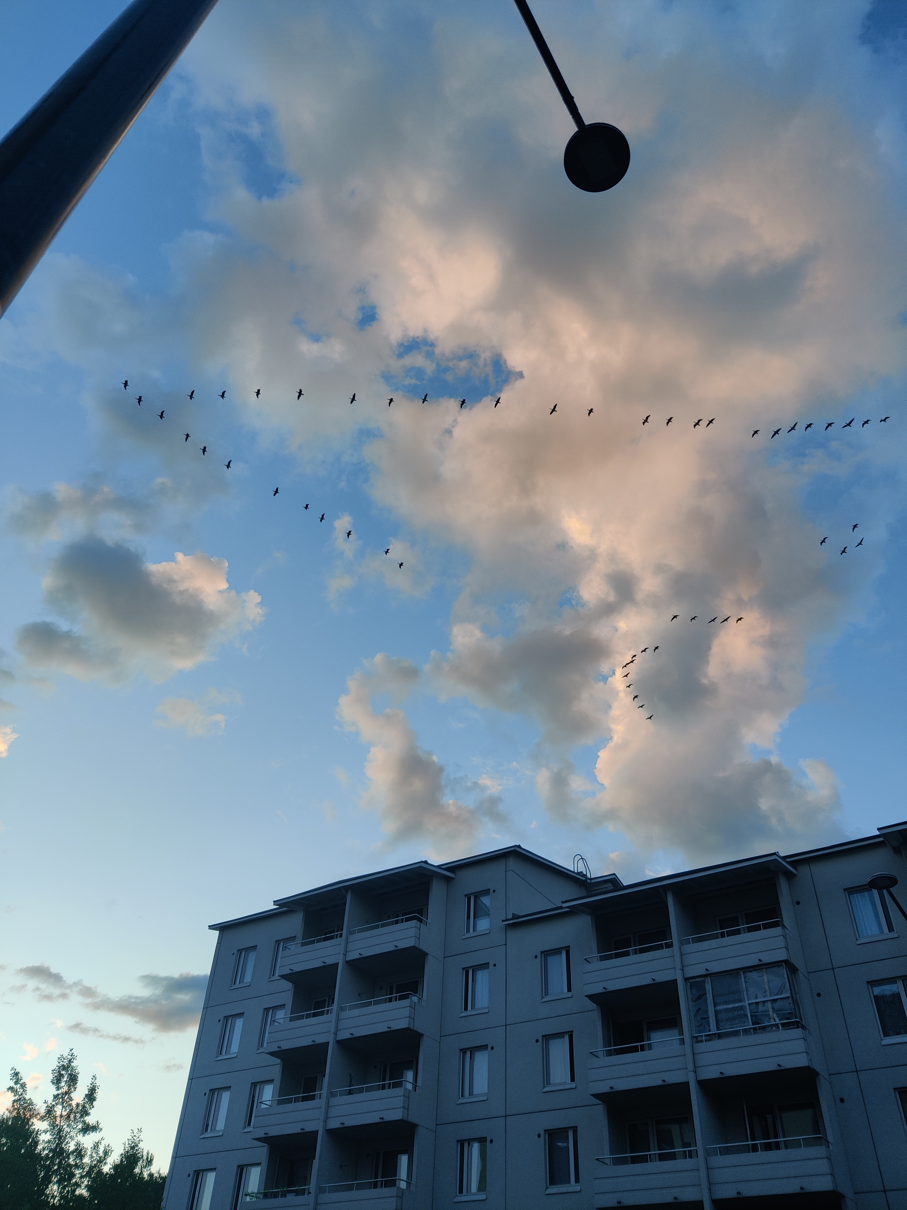 Barnacle Geese (valkoposkihanhi)