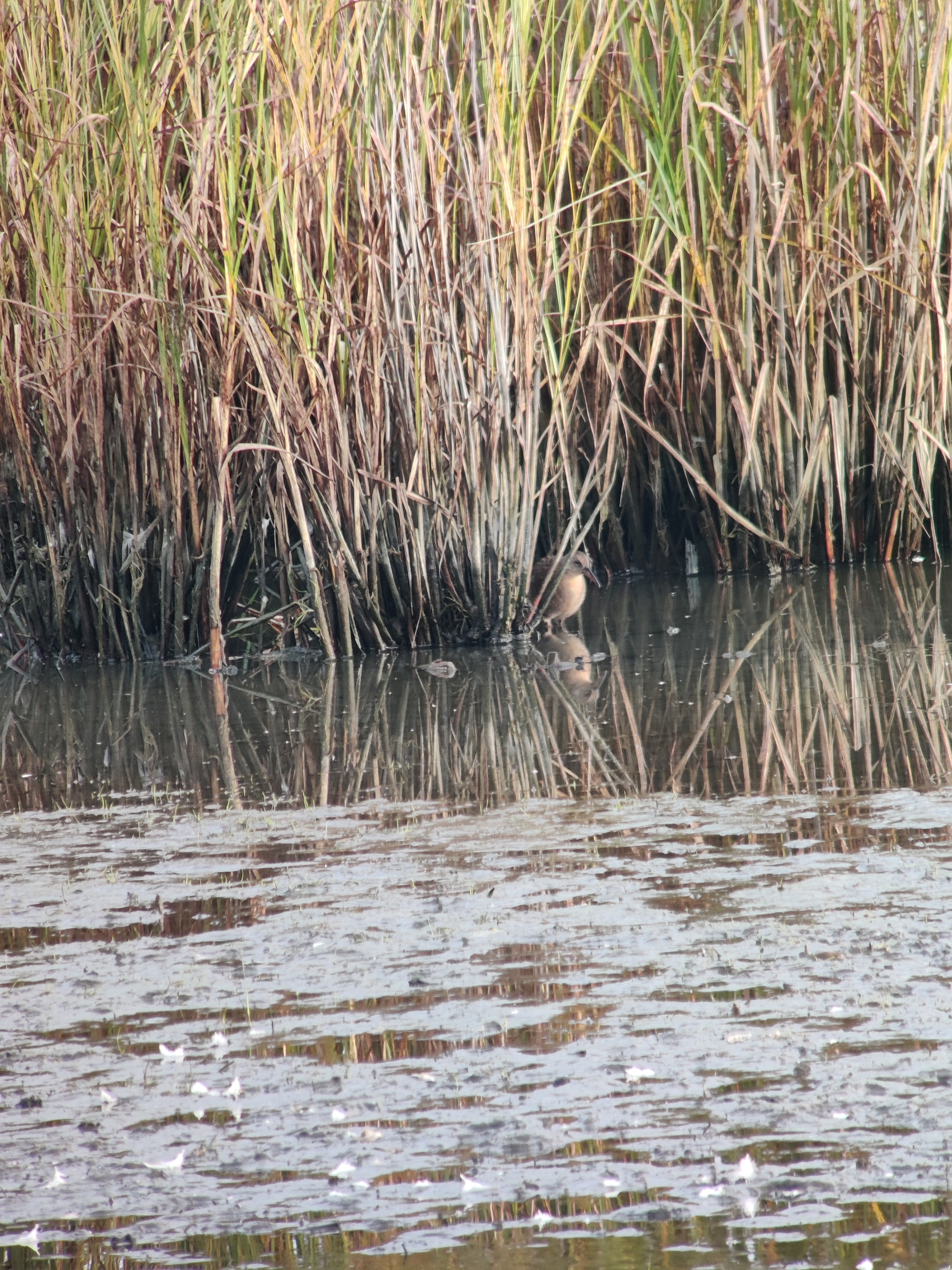 Water Rail (luhtakana), young