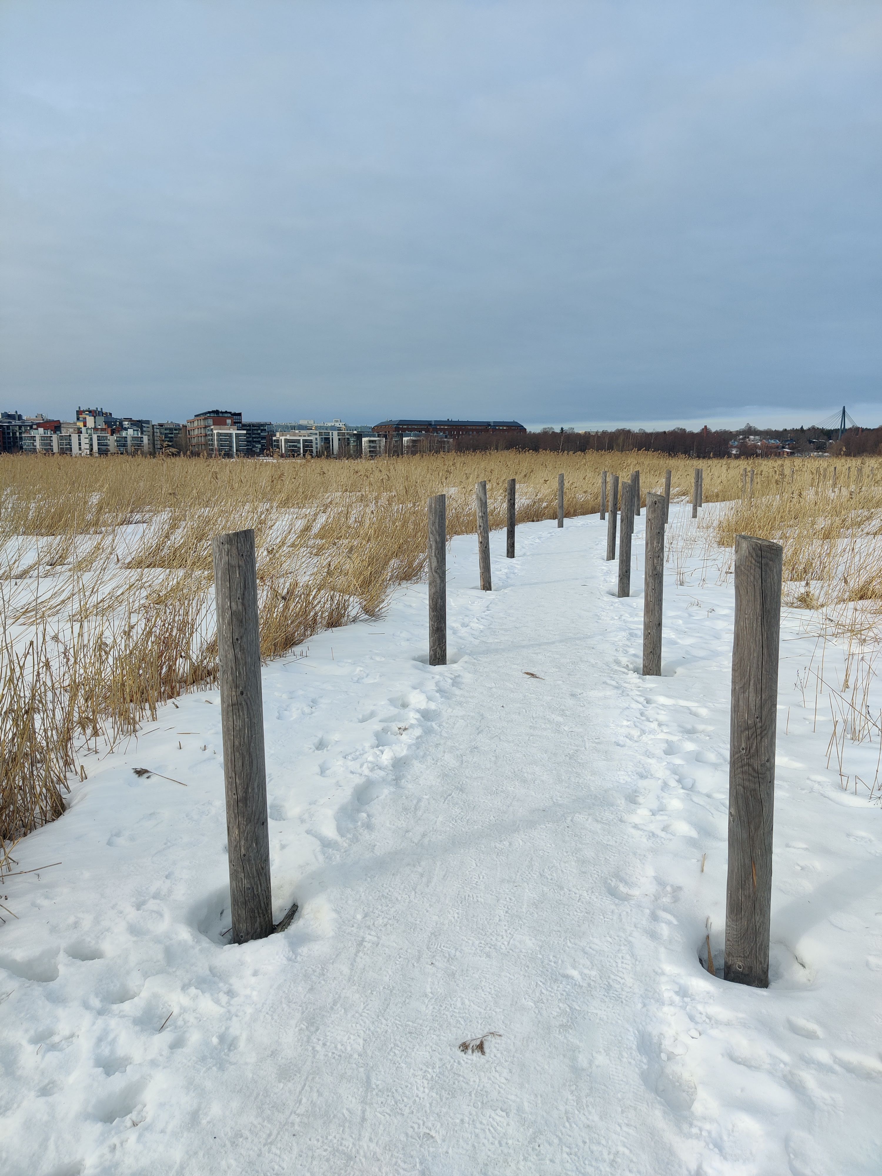 Boardwalk going through a reedbed in Helsinki